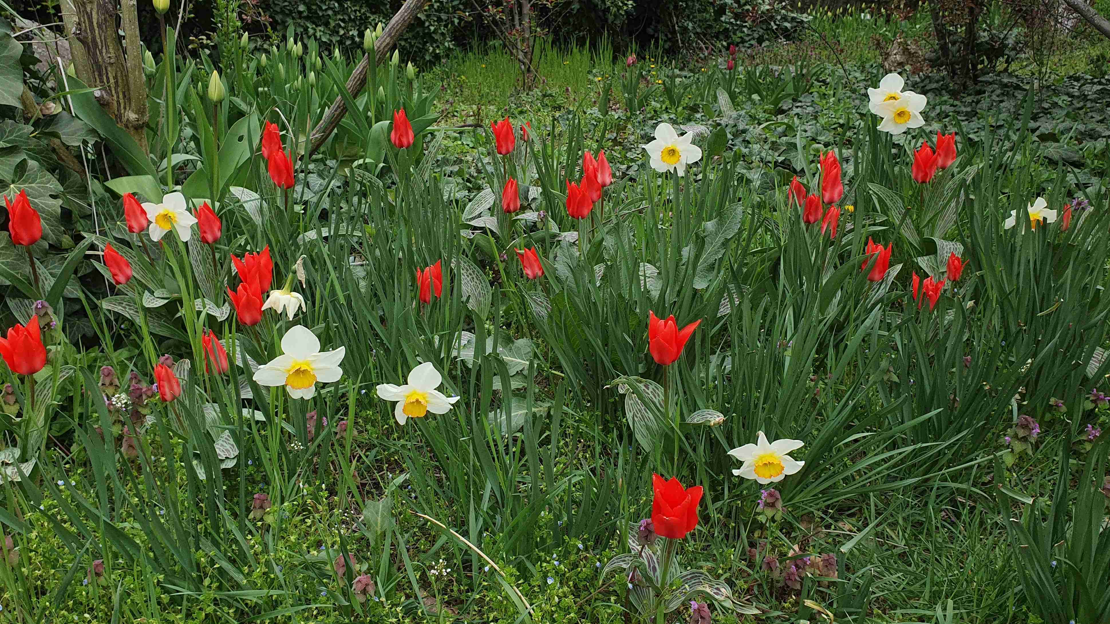 Narcissus sp. a Tulipa sp._arboretum Buda_result