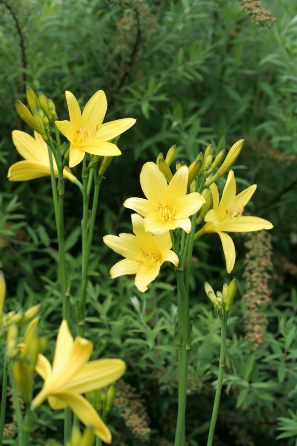 Hemerocallis ssp. (1).jpg