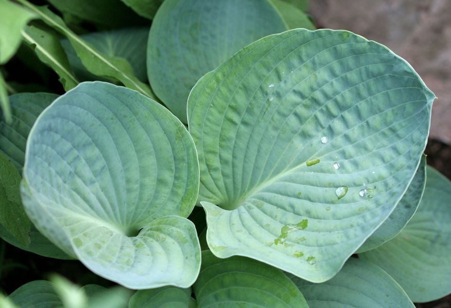 Hosta sieboldiana.jpg