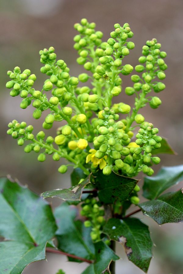 Mahonia aquifolium.jpg