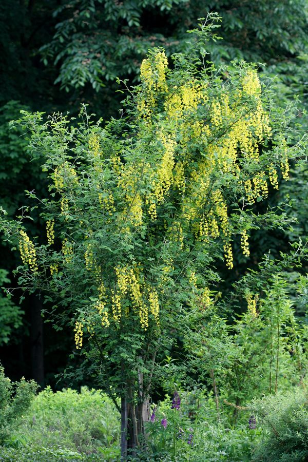 Laburnum anagyroides (1).jpg