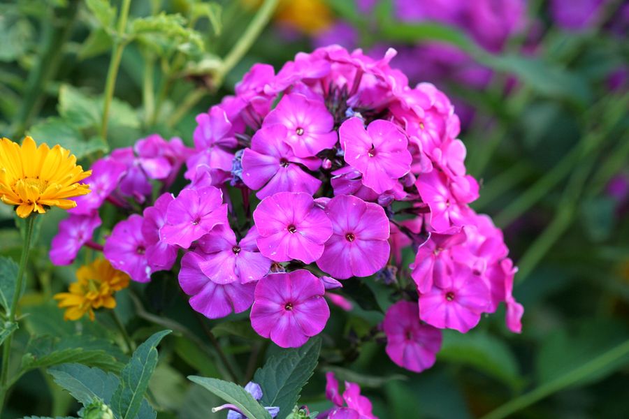 Phlox paniculata (1).jpg