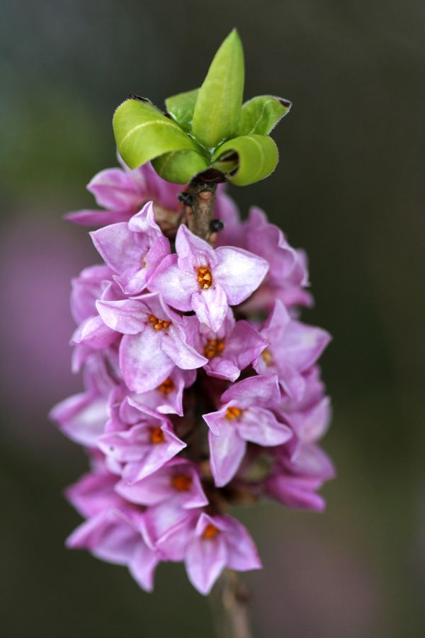 Daphne mezereum.jpg