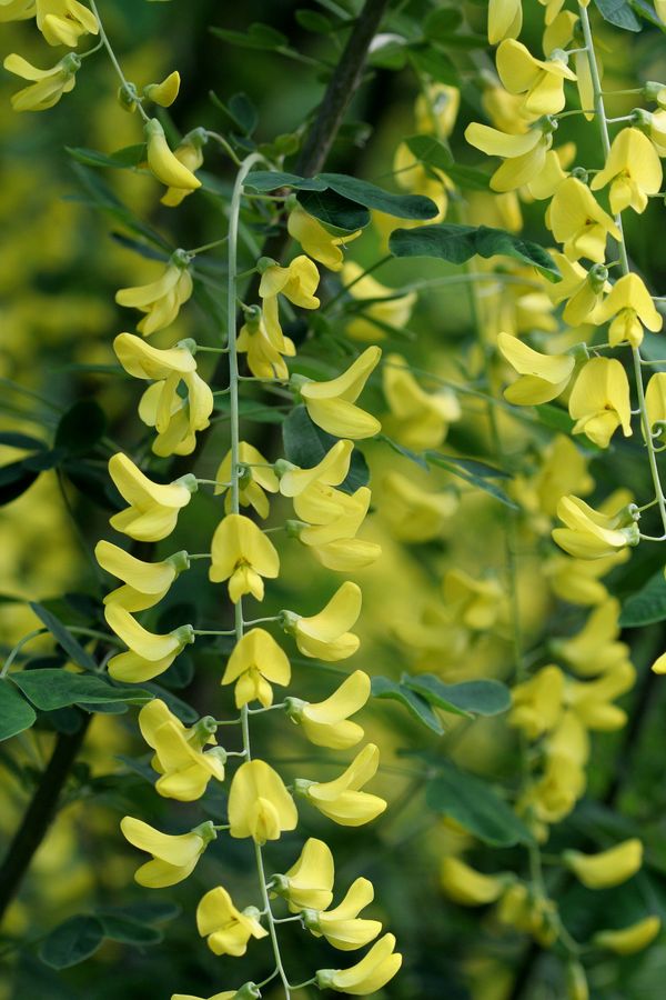 Laburnum anagyroides (2).jpg