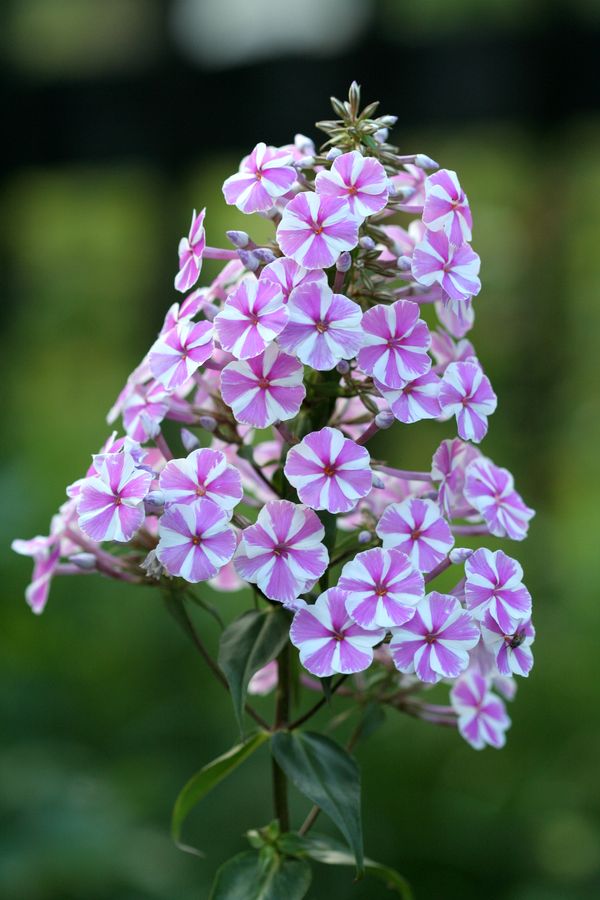 Phlox paniculata (2).jpg