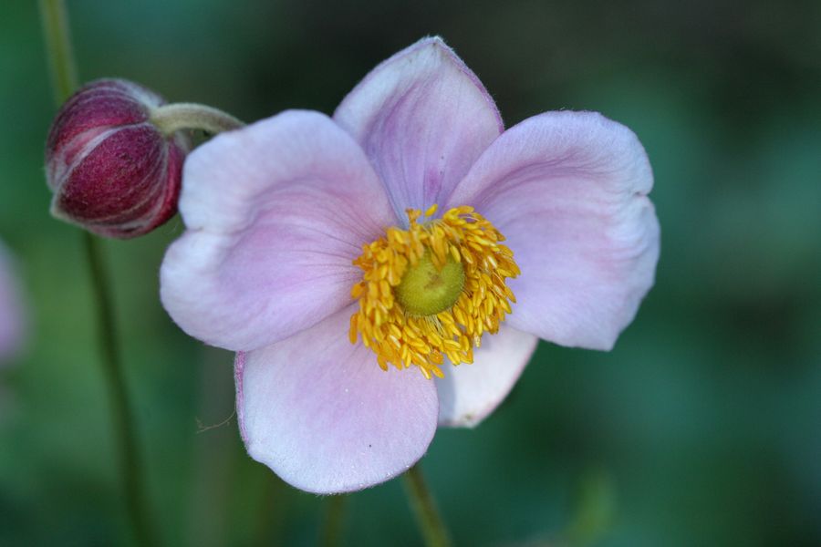 Anemone japonica.jpg