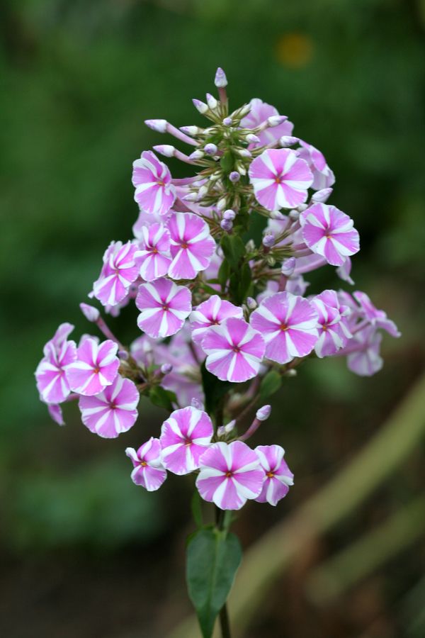 Phlox paniculata (3).jpg