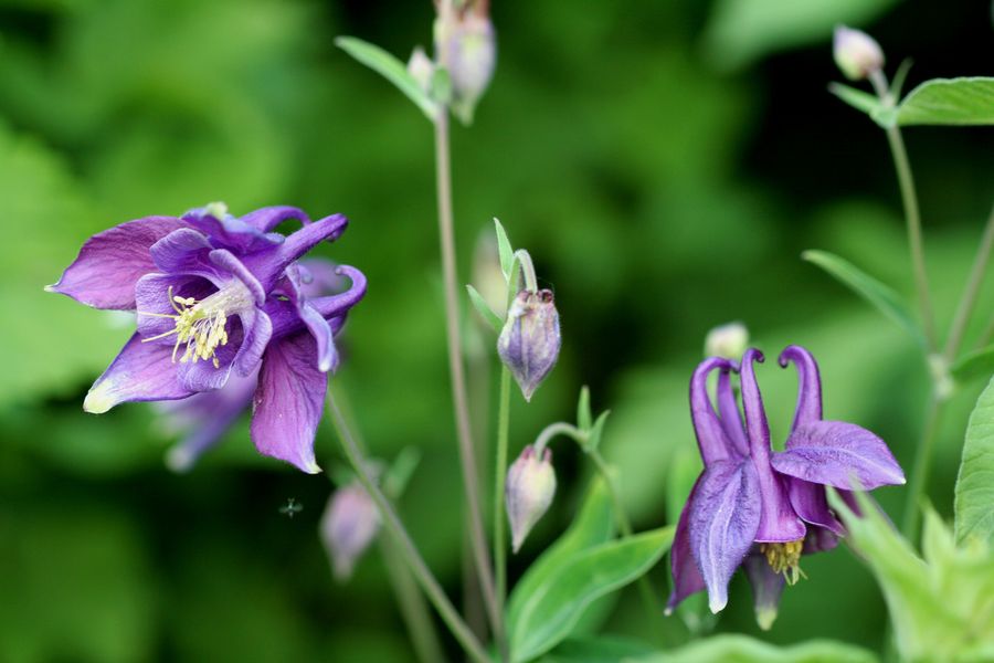 Aquilegia vulgaris.jpg