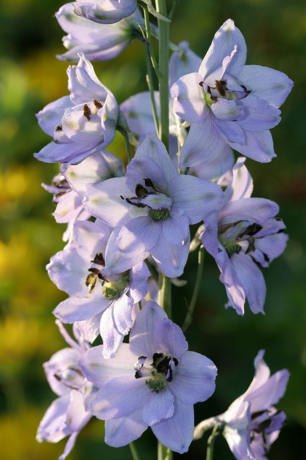 Delphinium (1).jpg