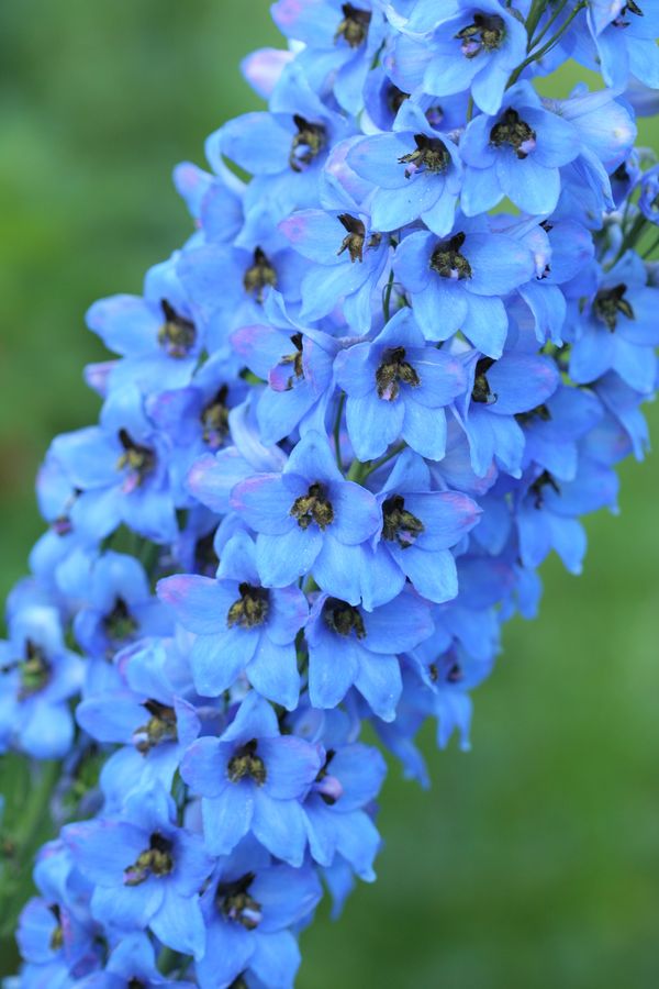 Delphinium (2).jpg