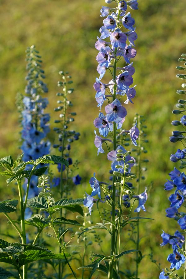 Delphinium (3).jpg