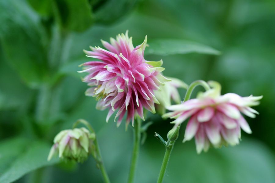 Aquilegia Nora Barlow.jpg