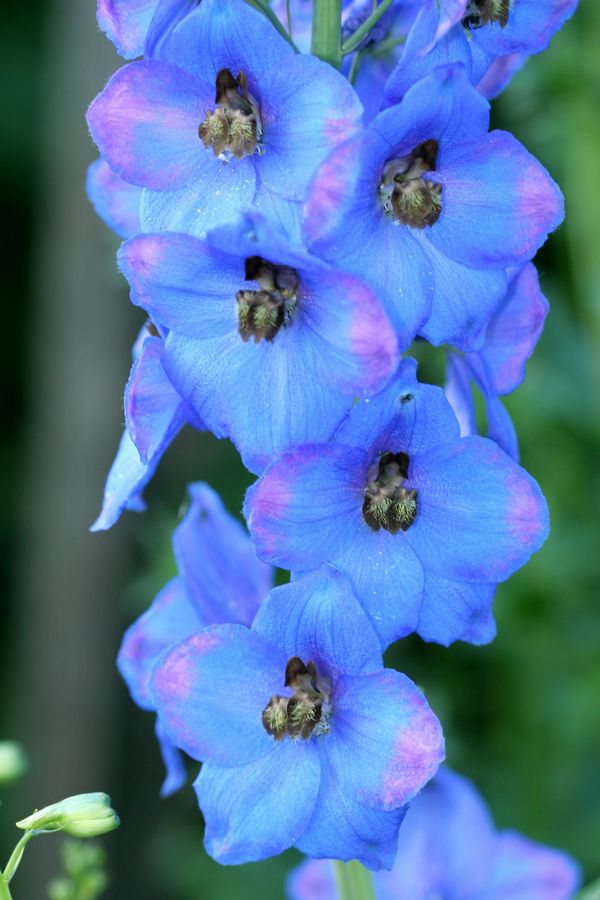 Delphinium (4).jpg