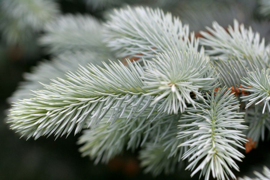 Picea pungens.jpg