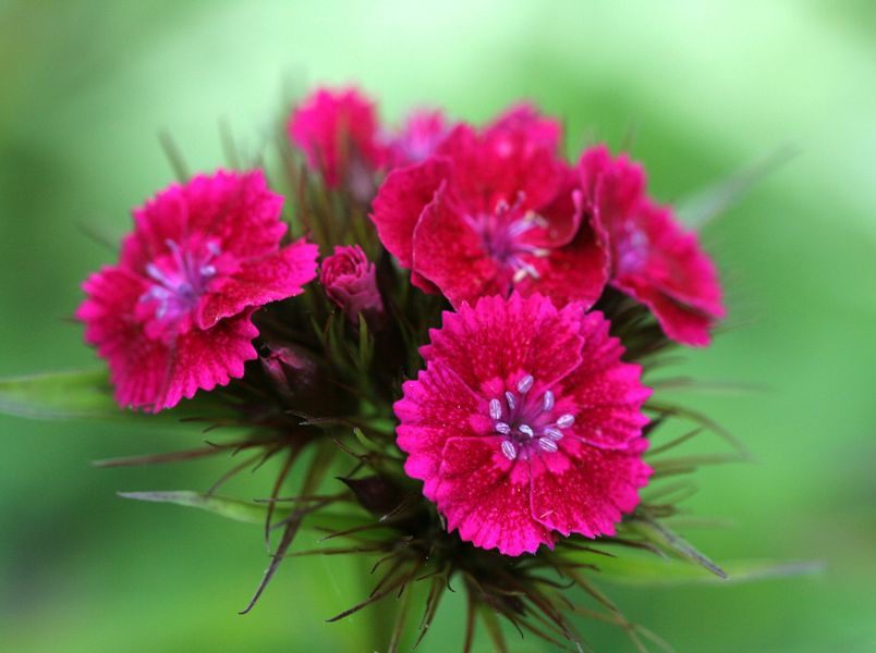 Dianthus ssp..jpg