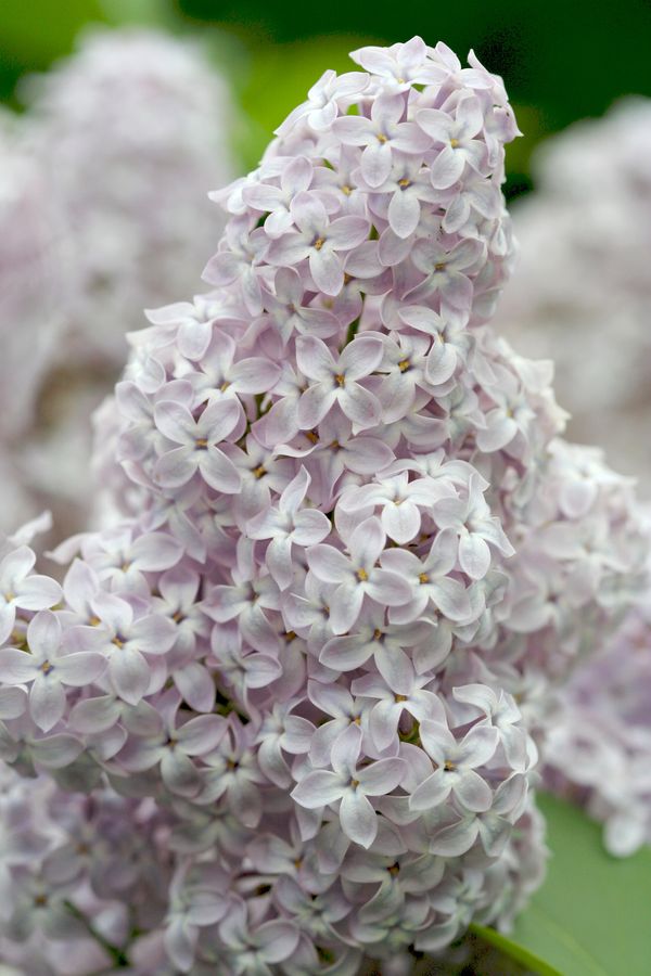 Syringa vulgaris.jpg