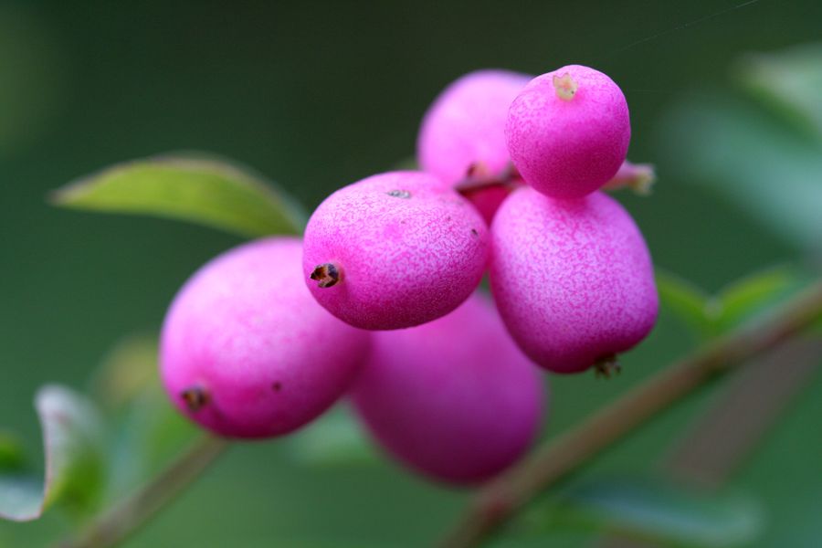 Symphoricarpos ssp..jpg