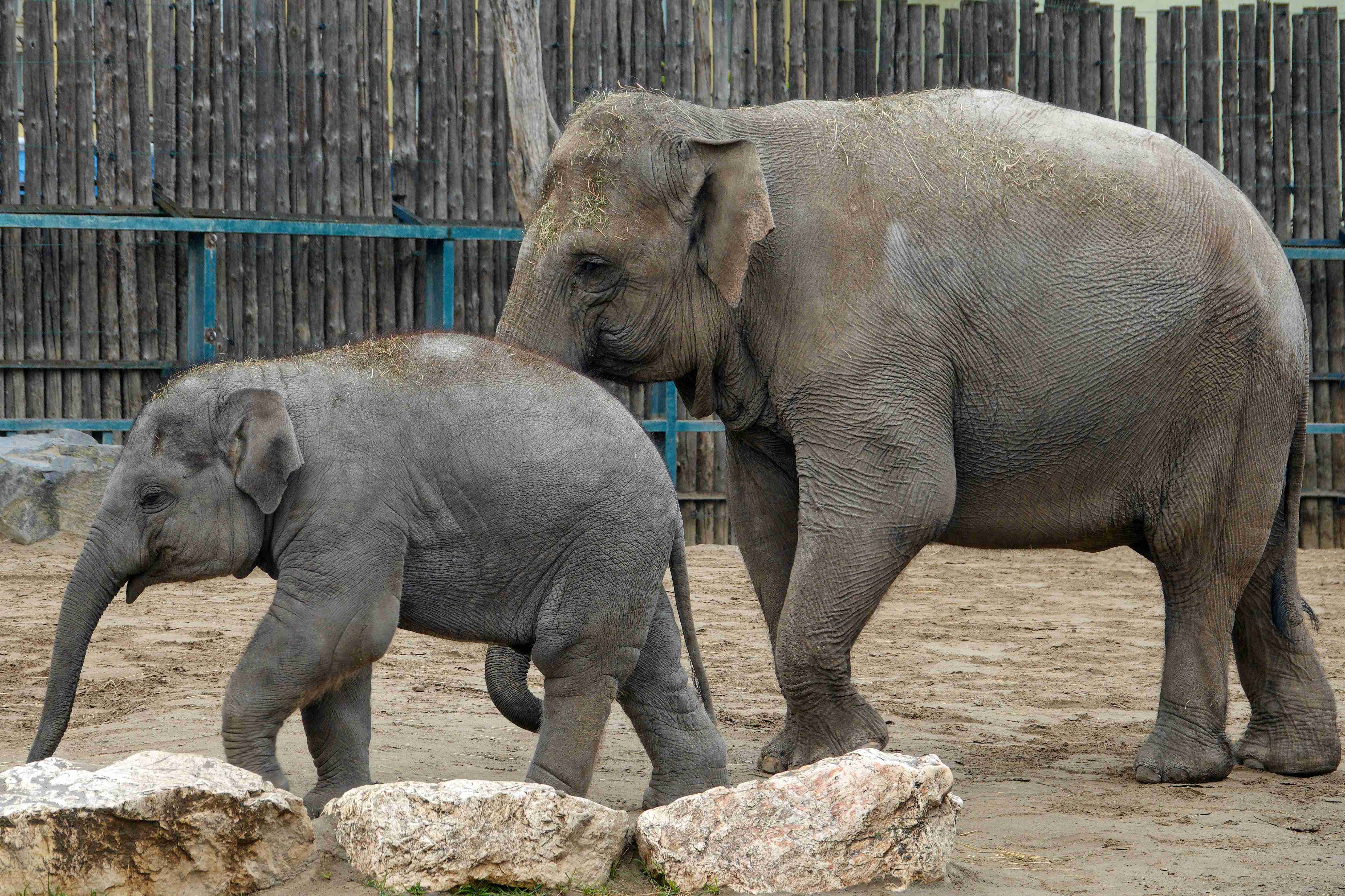 2023_04_07_ZOO Budapest_0004_result