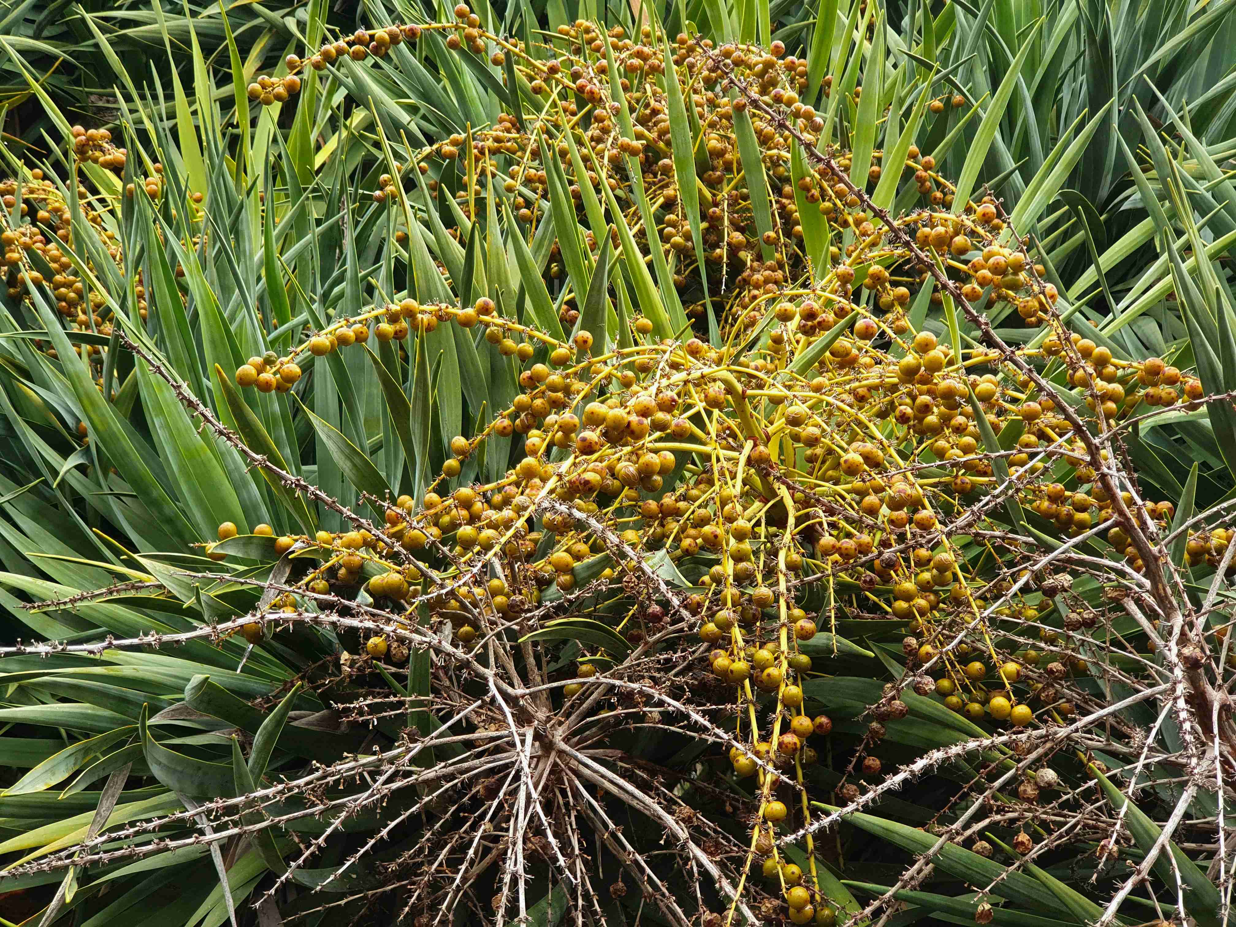 Lisabon_botanická zahrada_2024_03_14_Dracaena draco_plody_result