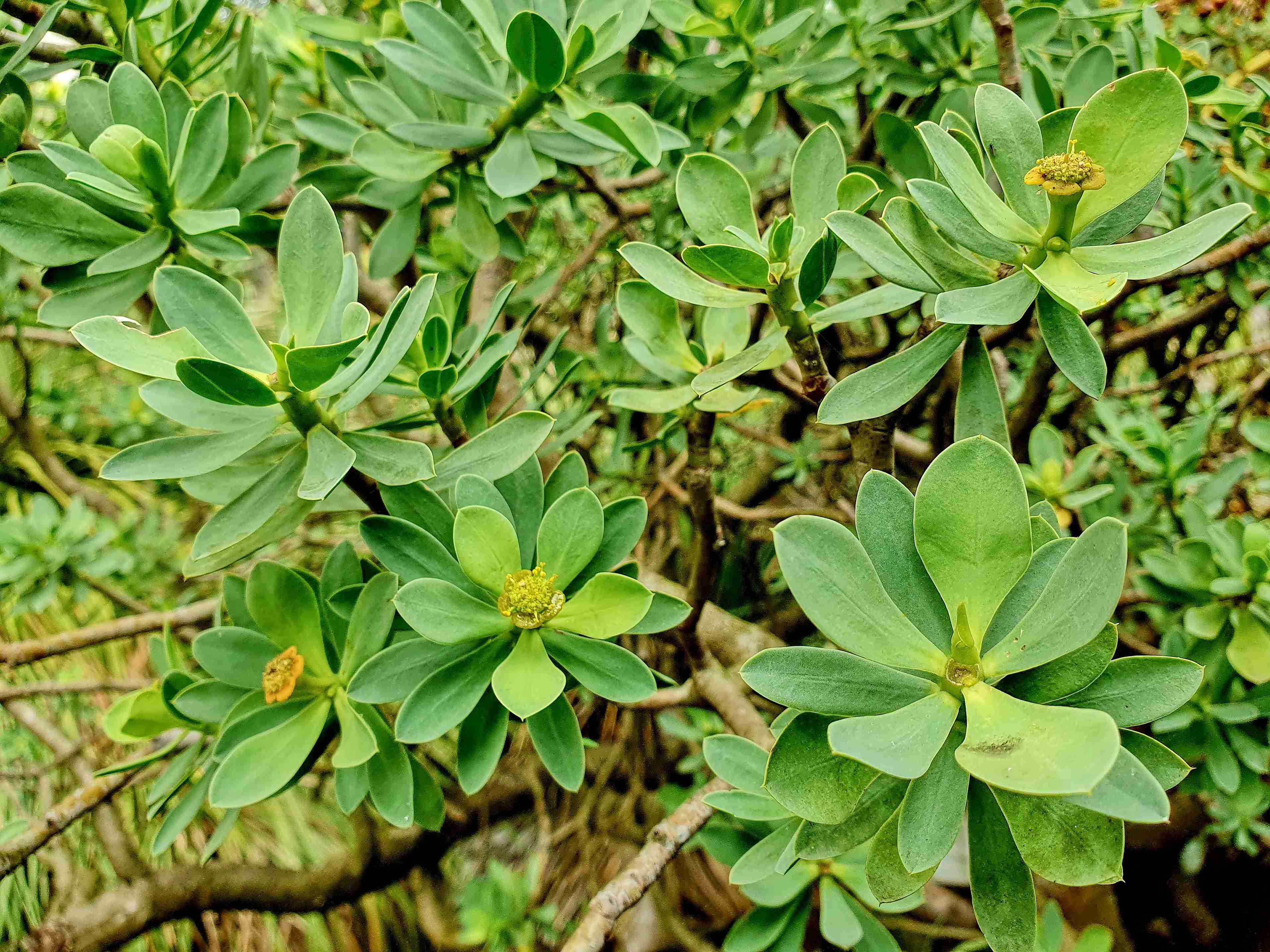 Lisabon_botanická zahrada_2024_03_14_Euphorbia balsamifera adenensis_result