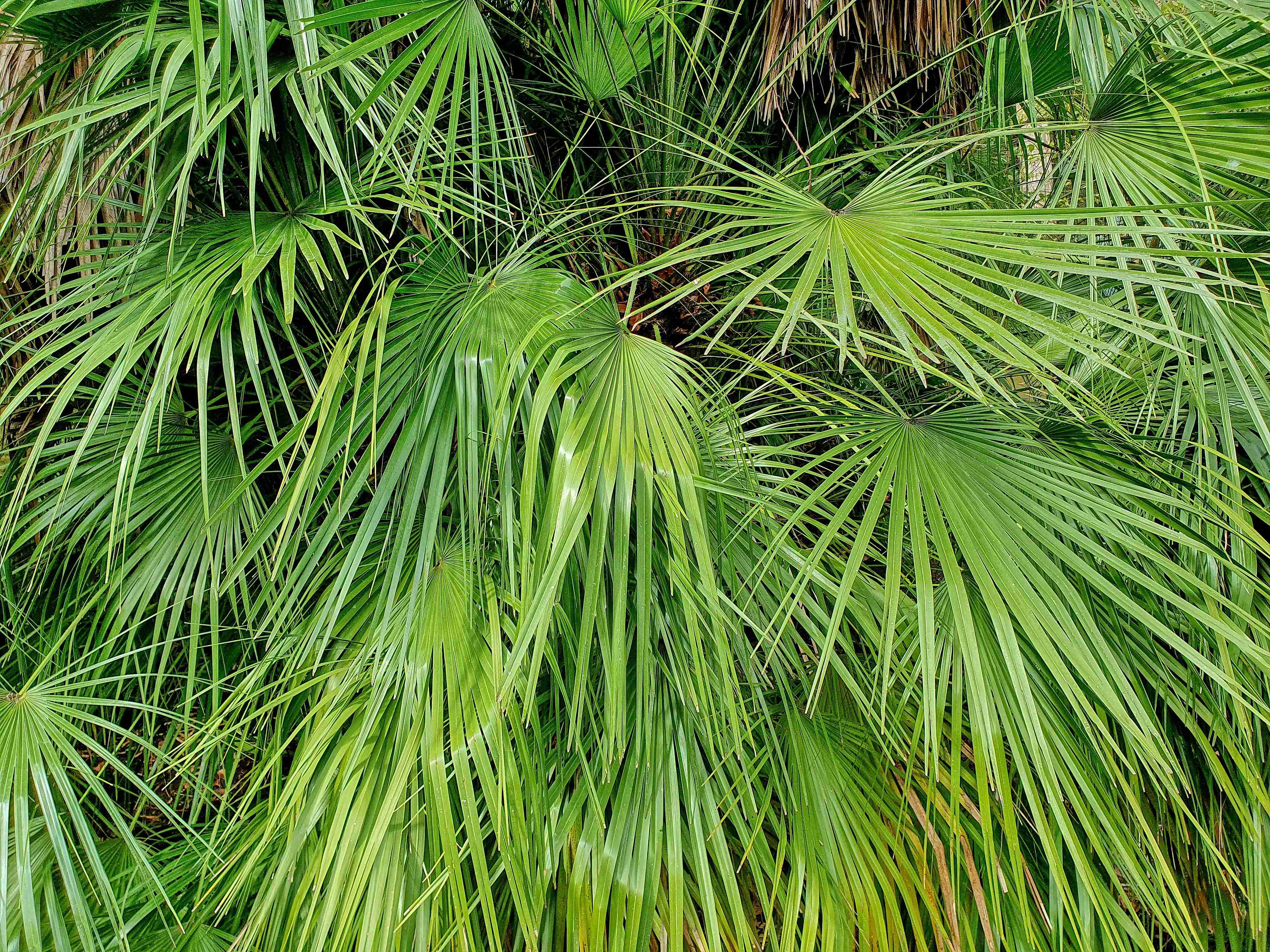 Lisabon_botanická zahrada_2024_03_14_Chamaerops humilis_result