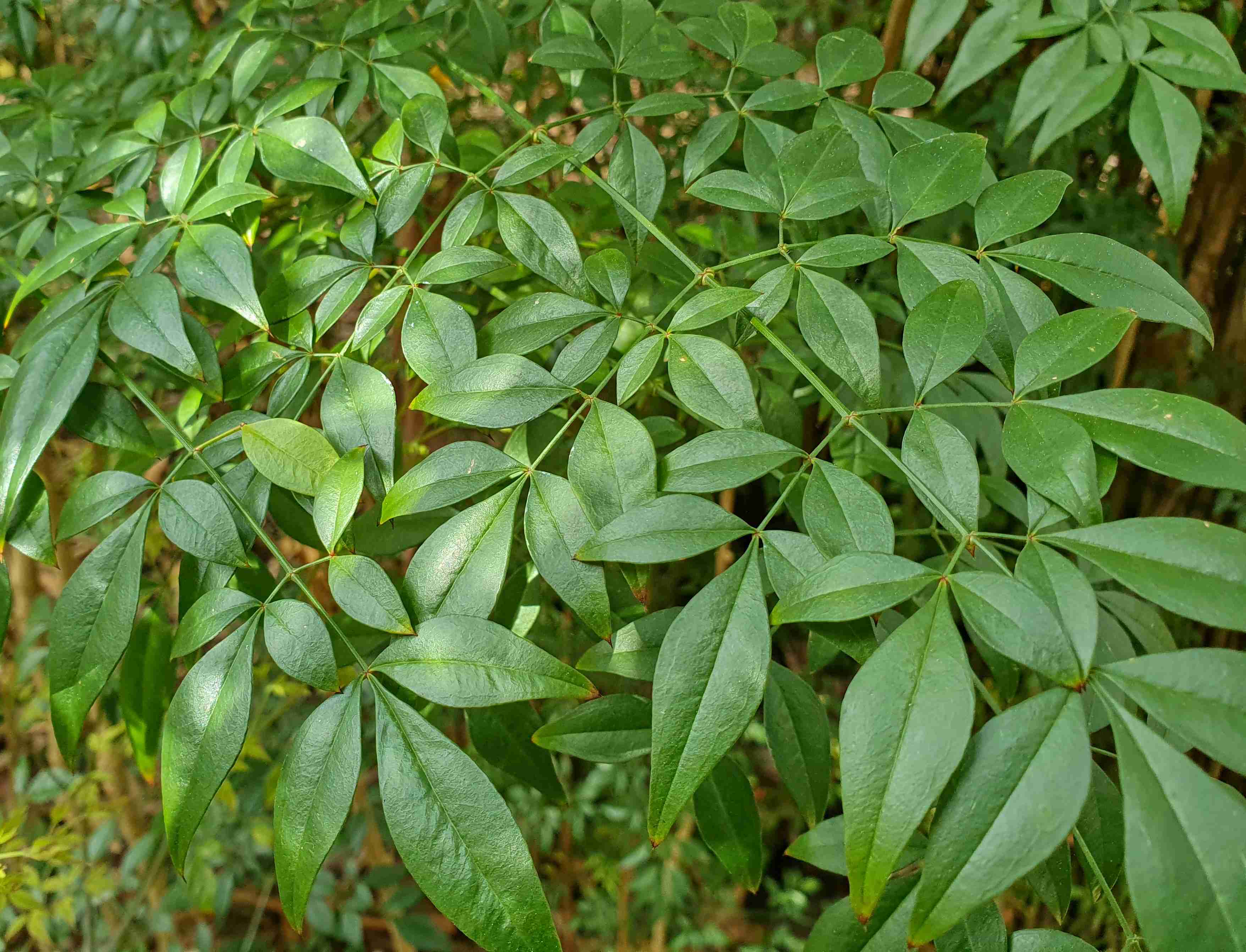 Lisabon_botanická zahrada_2024_03_14_Nandina domestica_result