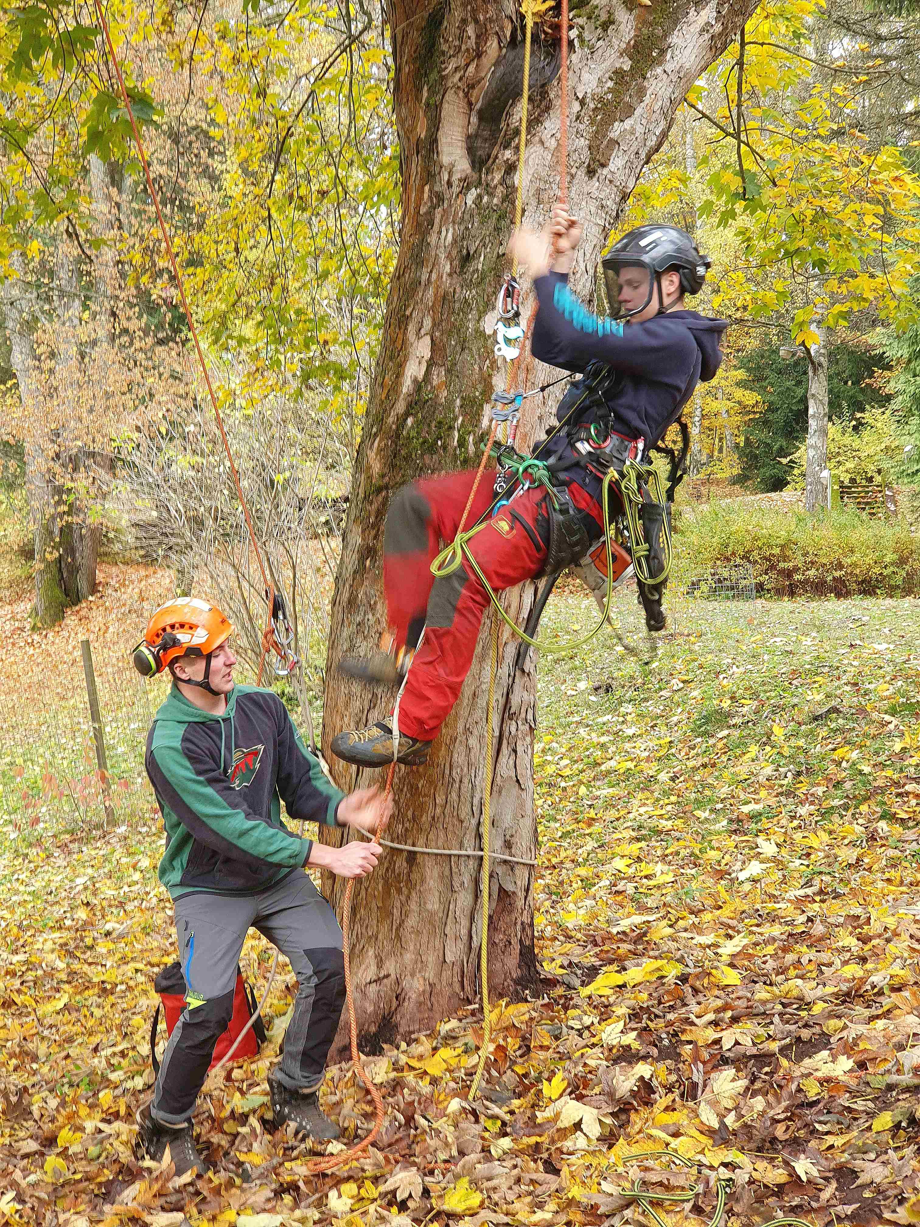 Arboristika ve Svobodě nad Úpou_0023