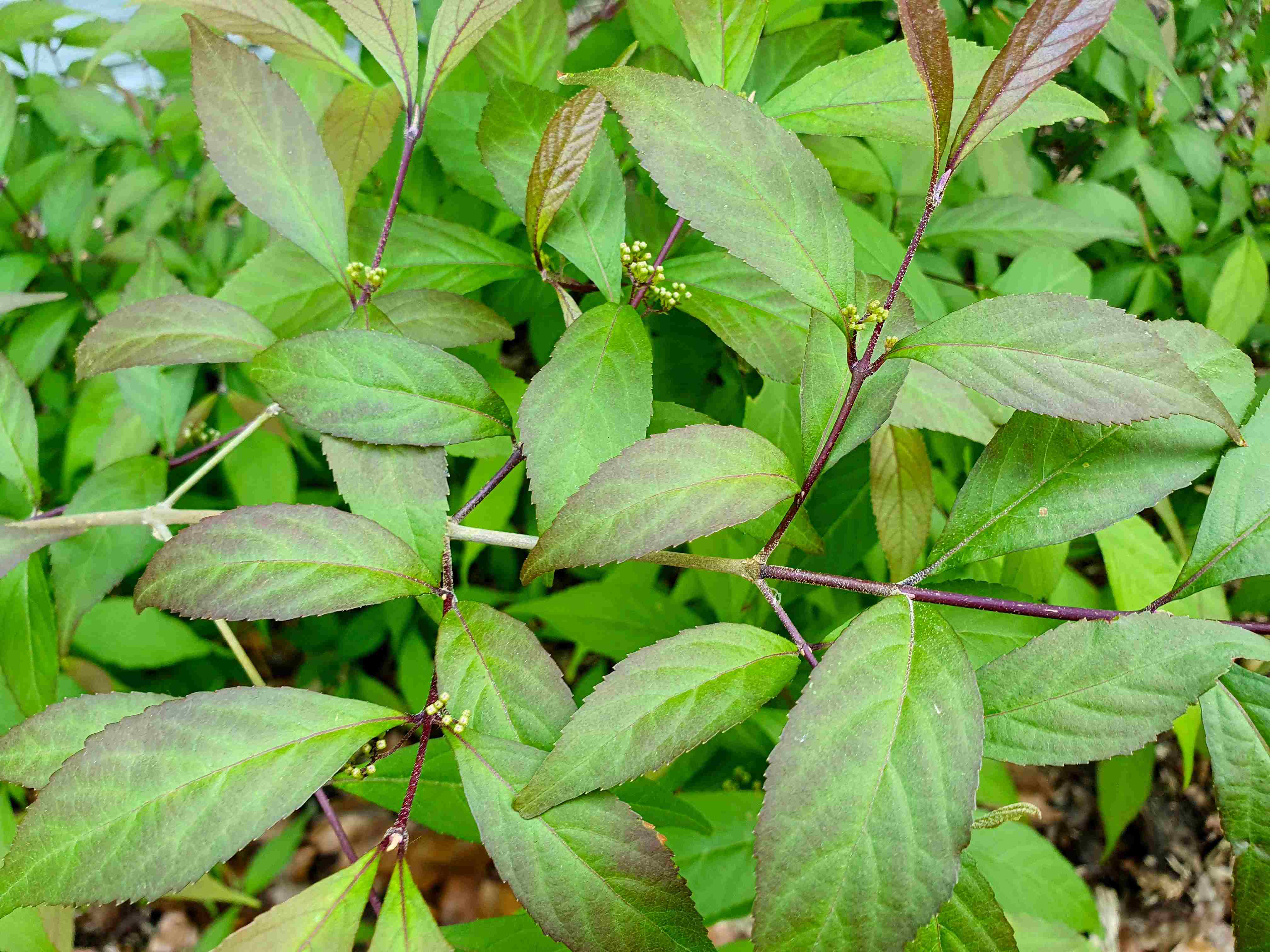 Arboretum Wojslawice_2024_05_31_Callicarpa japonica_result