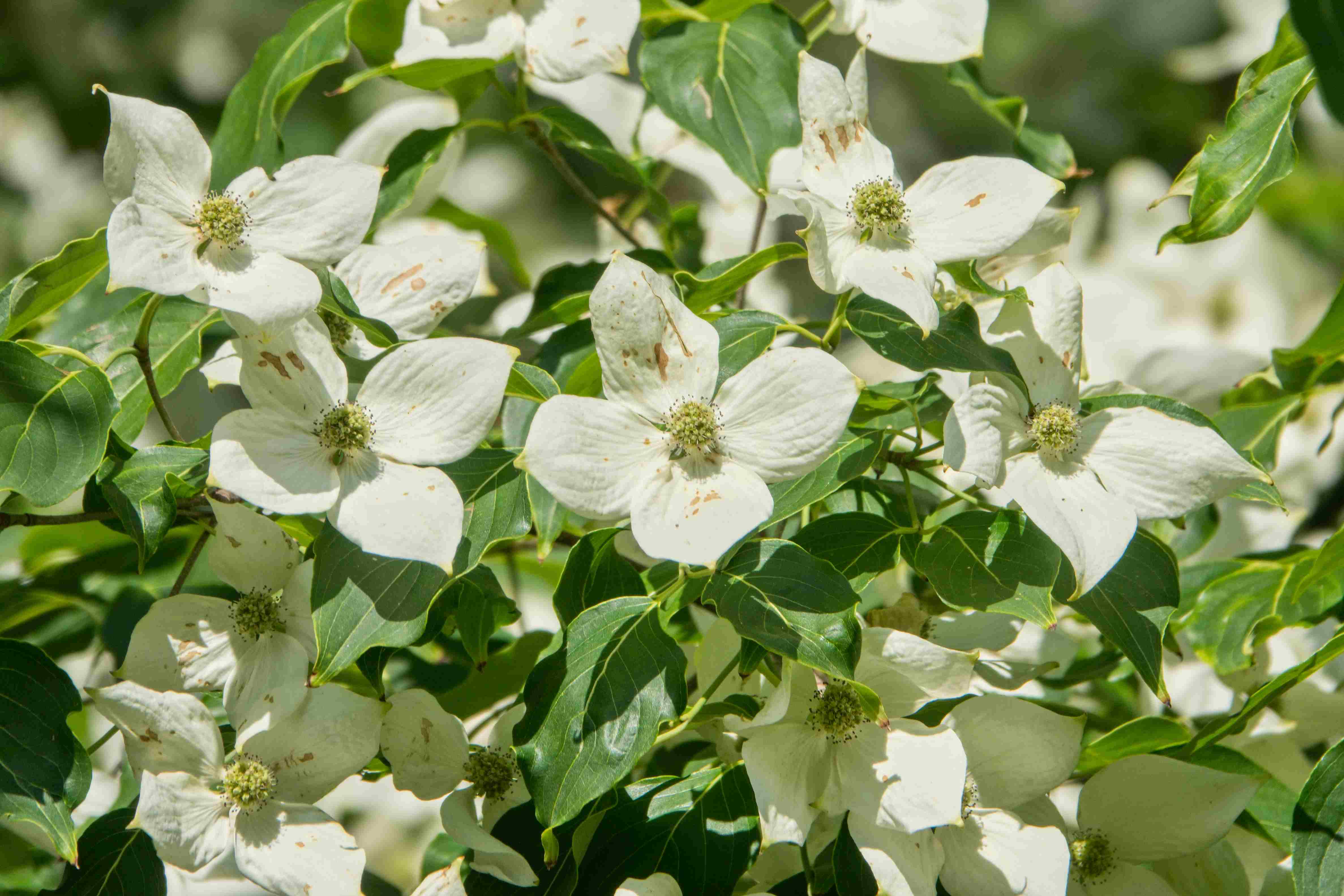 Arboretum Wojslawice_2024_05_31_Cornus kousa_result