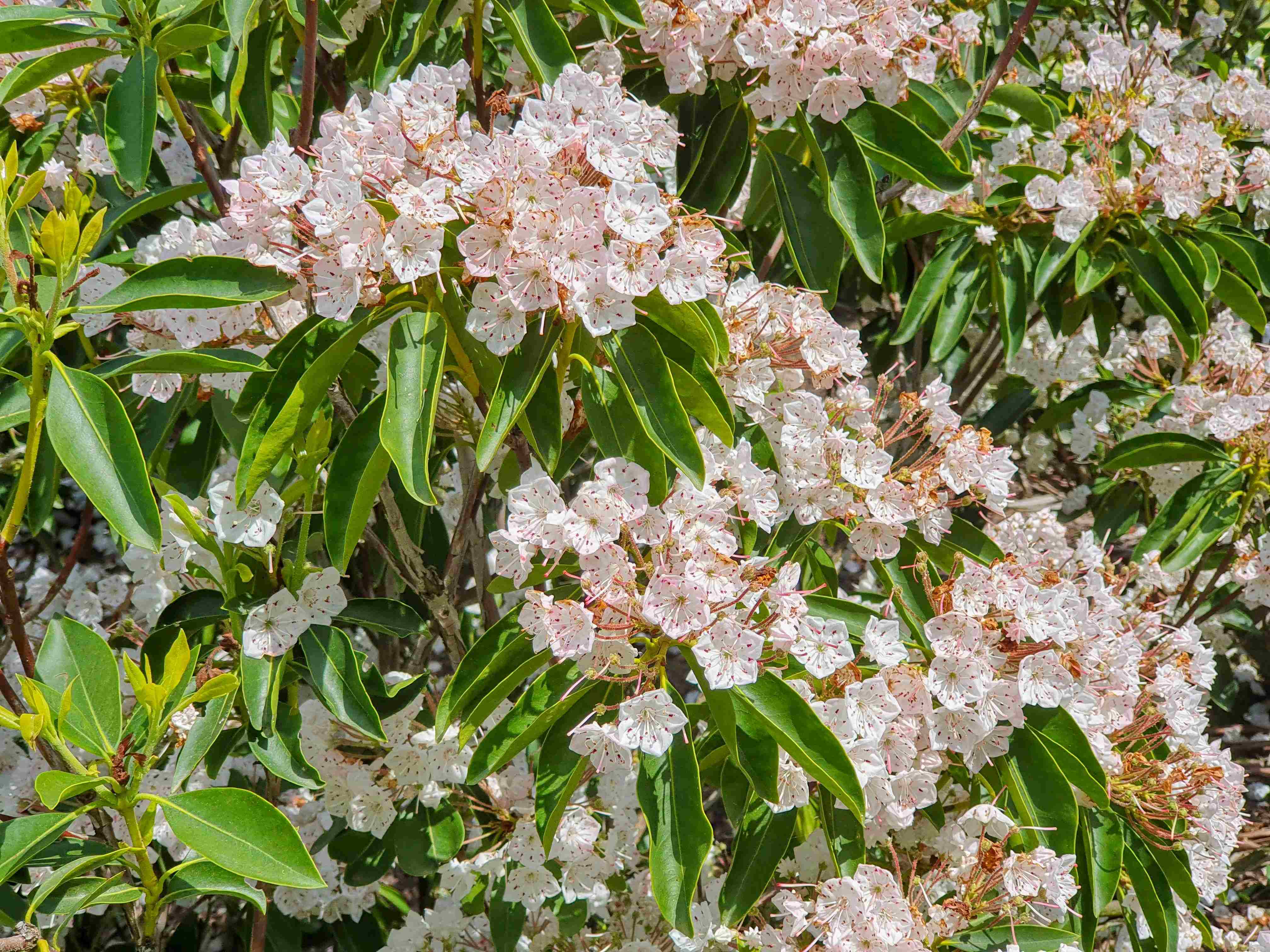 Arboretum Wojslawice_2024_05_31_Kalmia latifolia_002_result