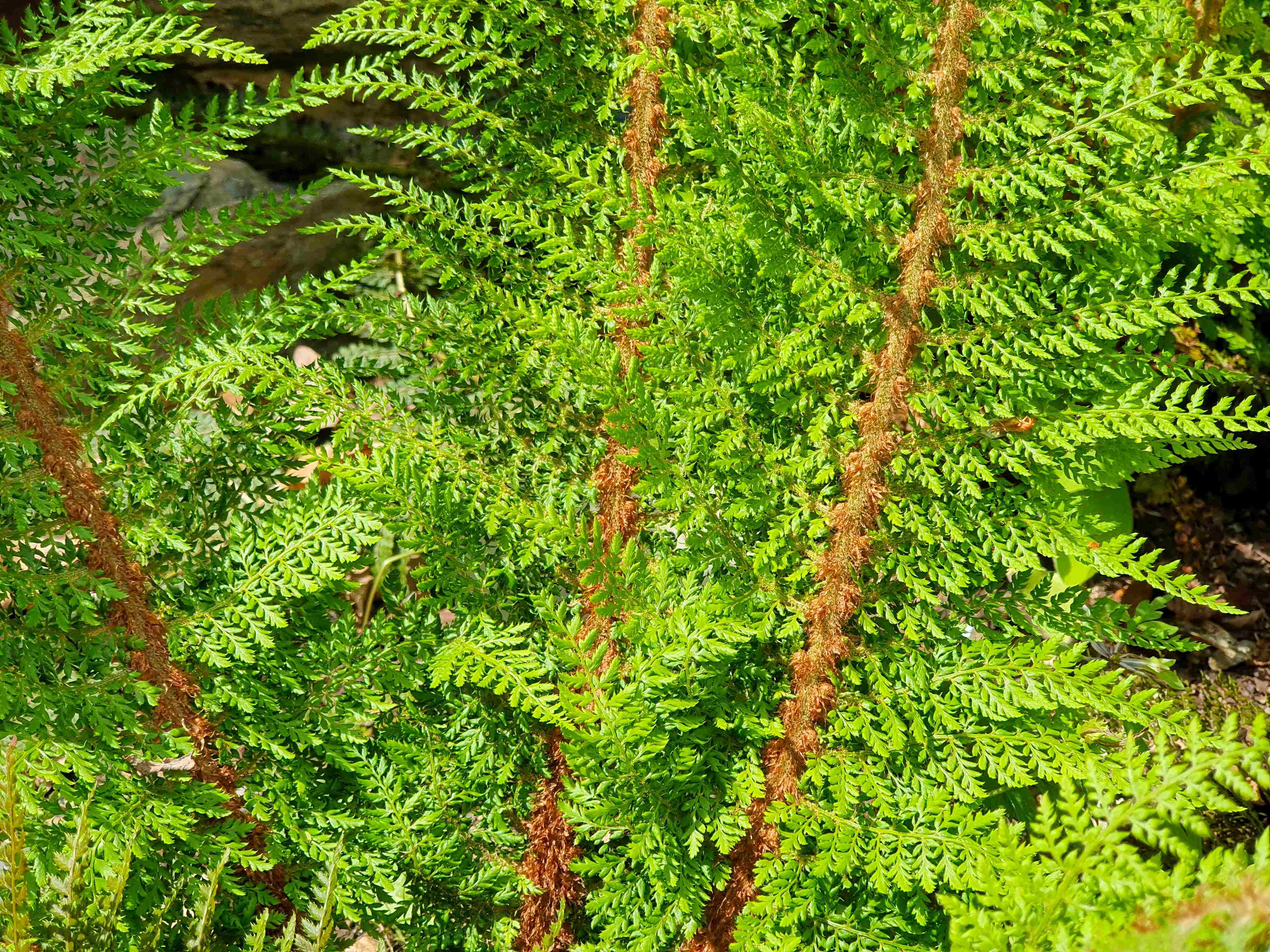 Arboretum Wojslawice_2024_05_31_Polystichum setiferum var. Seestern_result