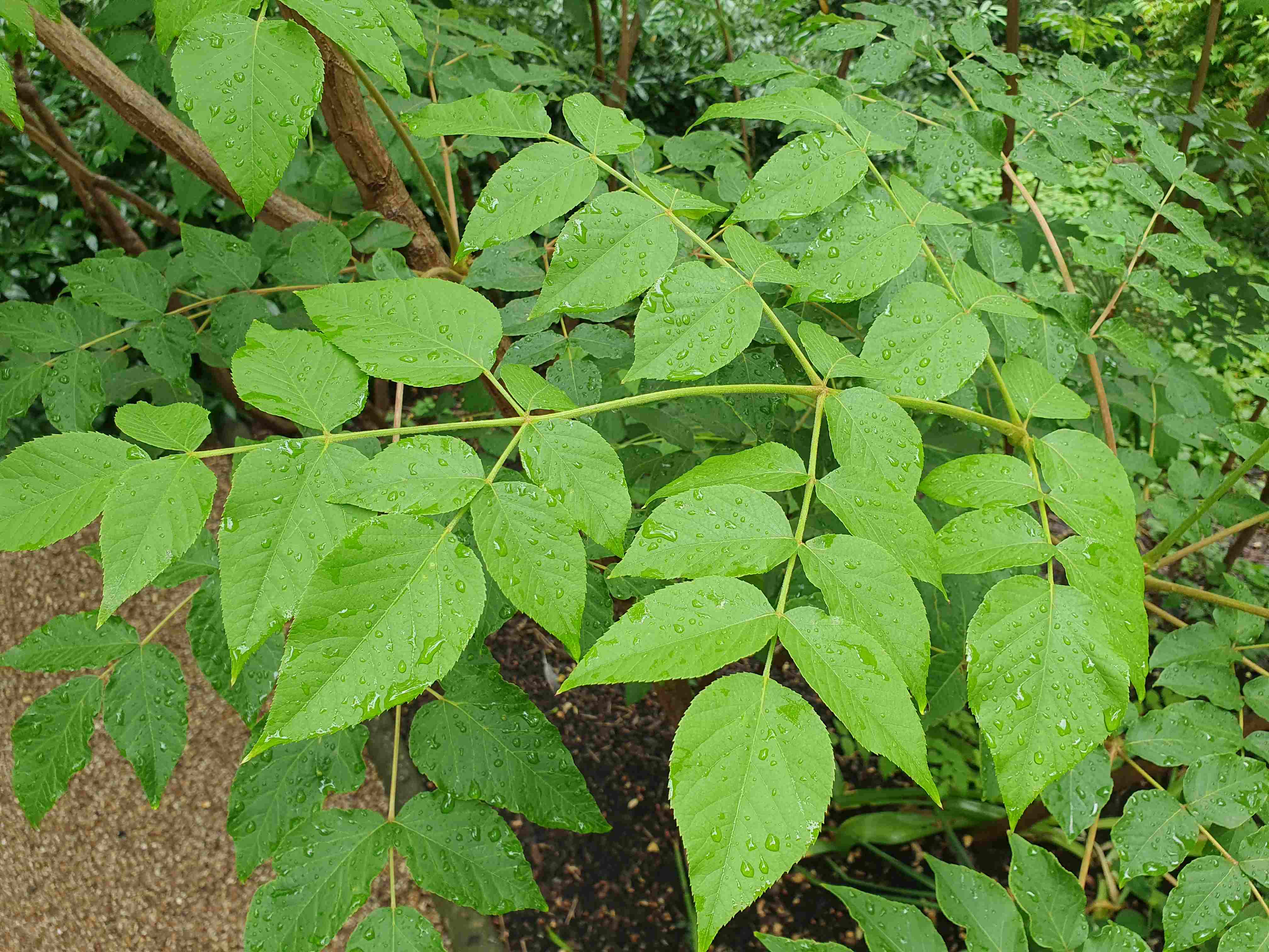 Botanická zahrada Wroclaw_2024_06_01_Aralia elata_result