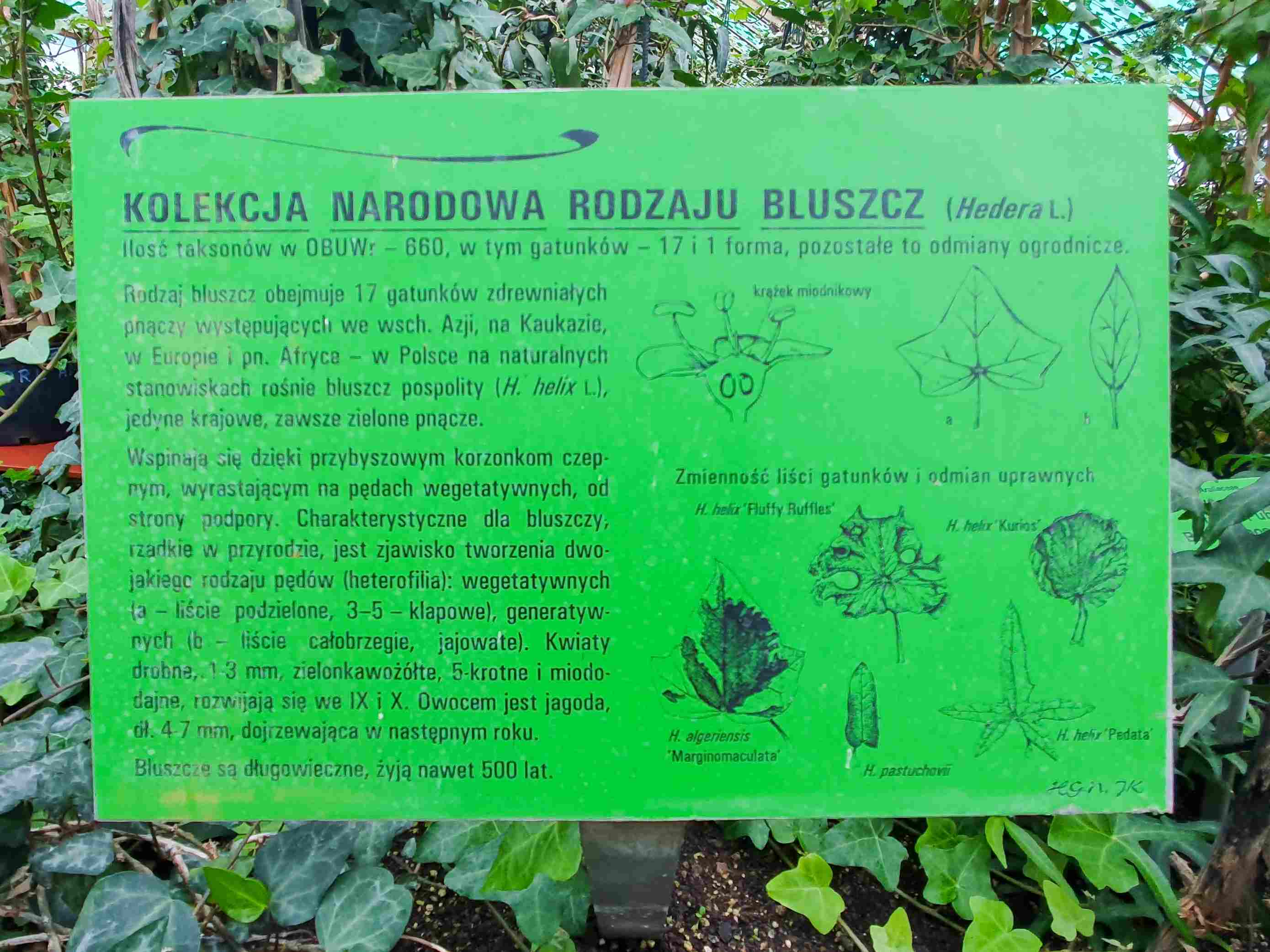 Botanická zahrada Wroclaw_2024_06_01_Hedera (1)_result