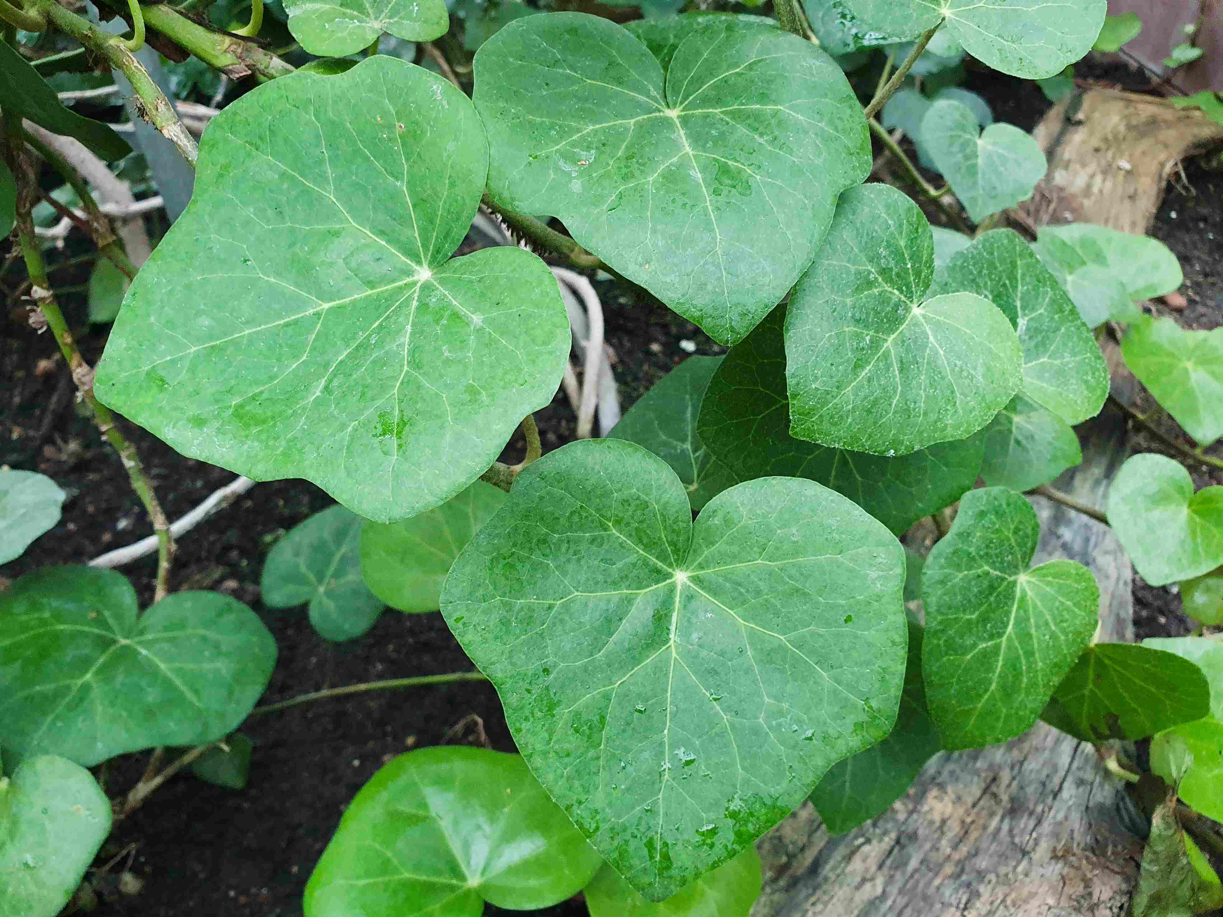 Botanická zahrada Wroclaw_2024_06_01_Hedera azorica_result