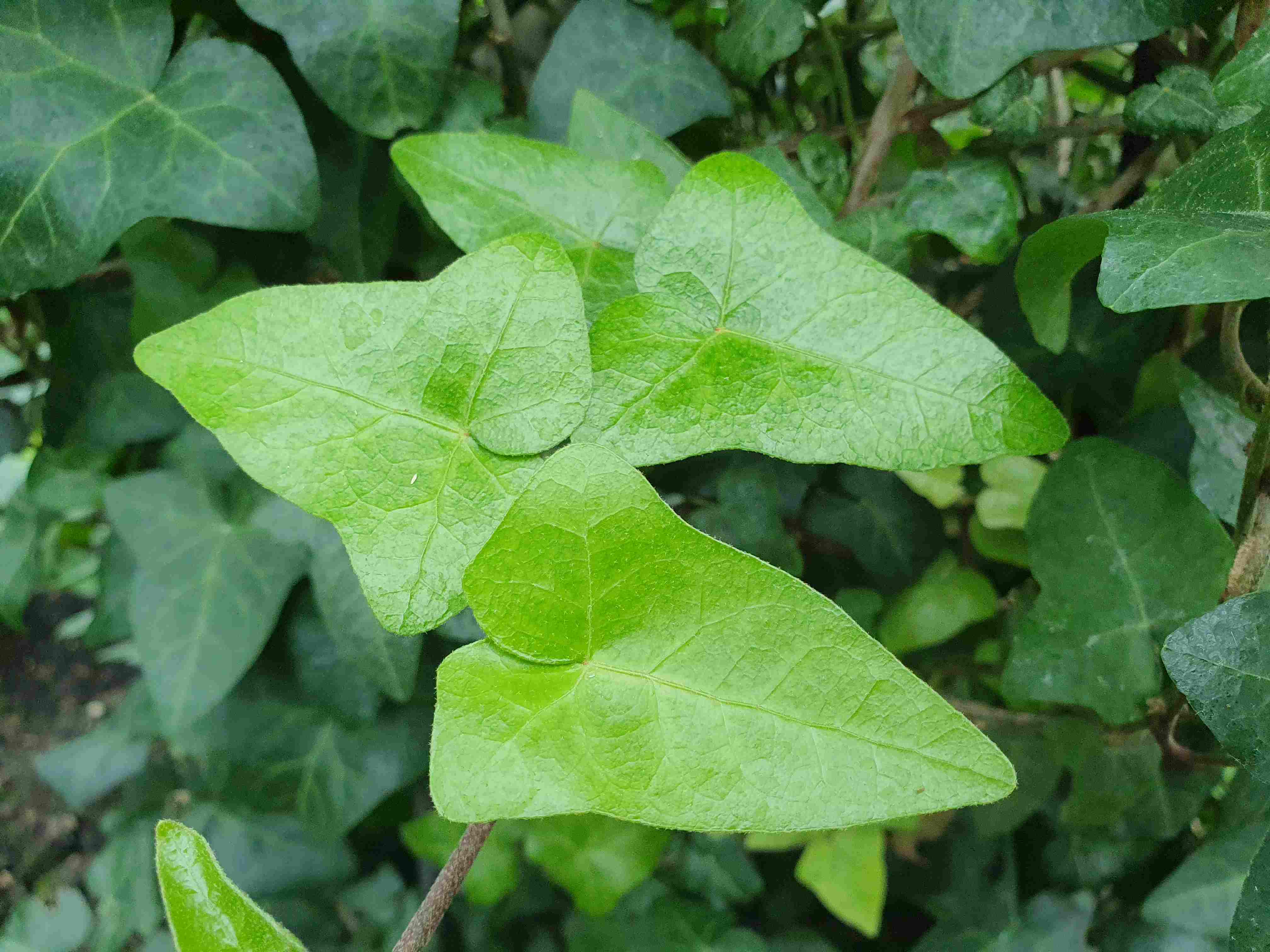 Botanická zahrada Wroclaw_2024_06_01_Hedera pastuchovii_result