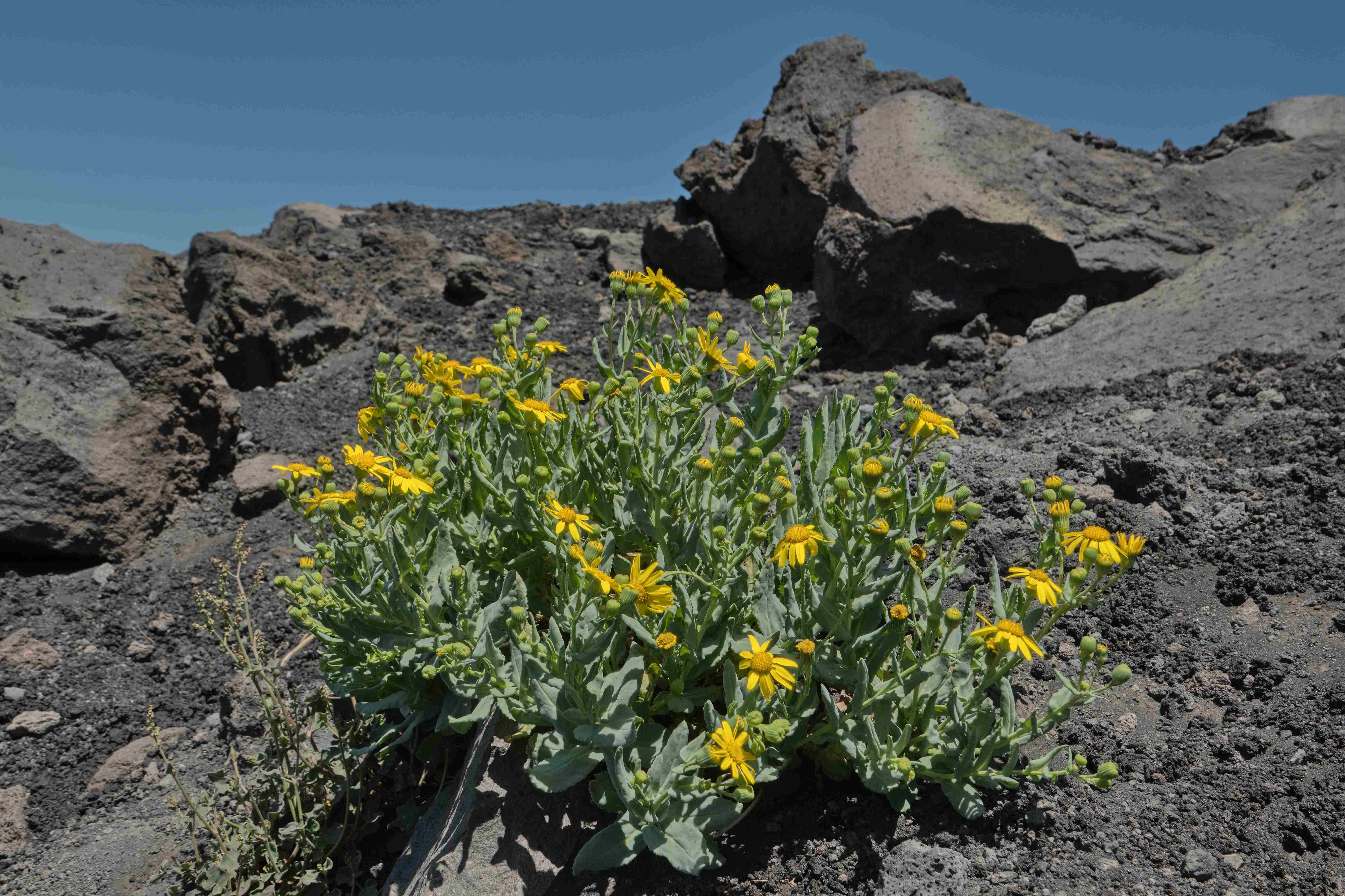 Sicílie_Etna_2023_07_035_result