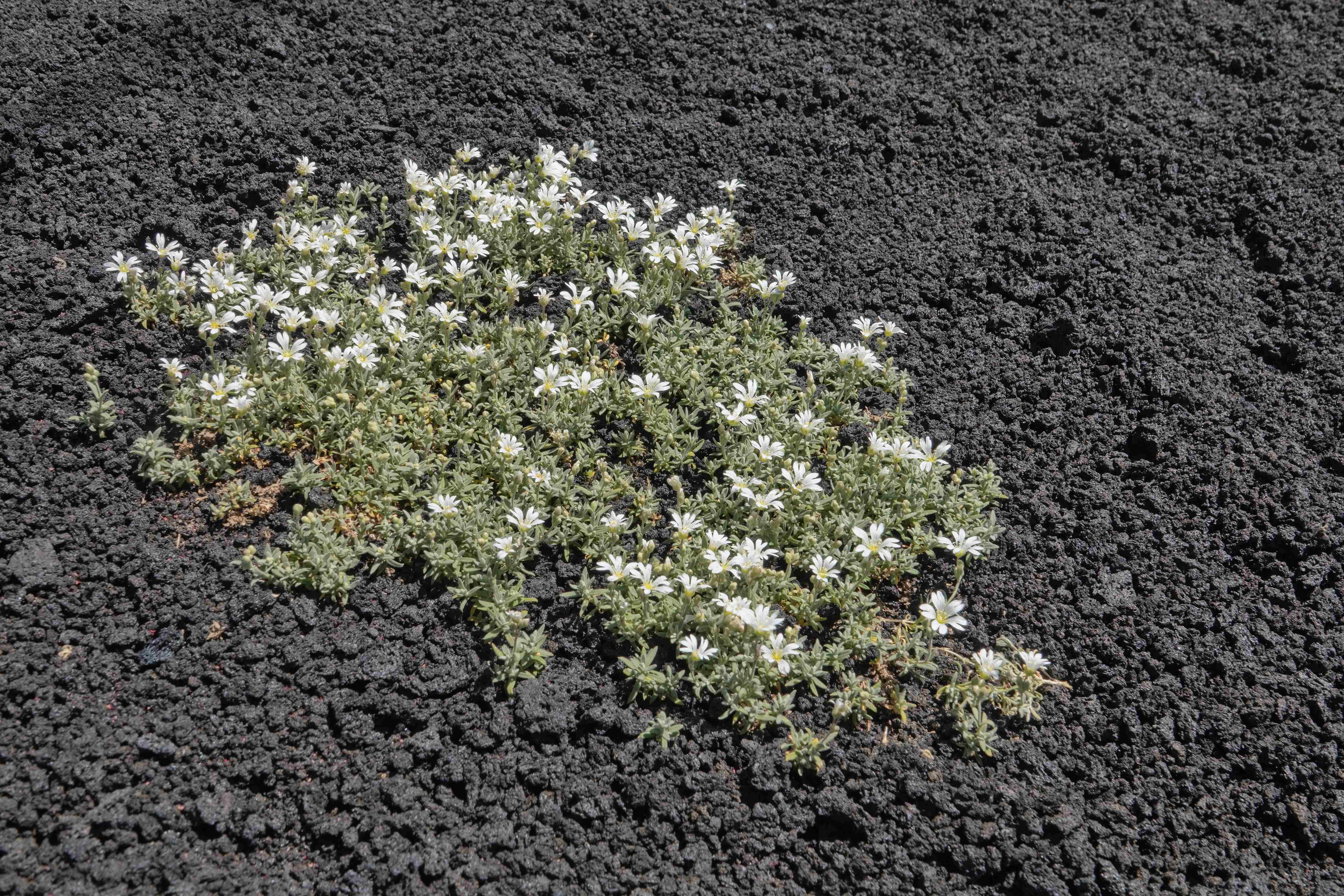 Sicílie_Etna_2023_07_036_result