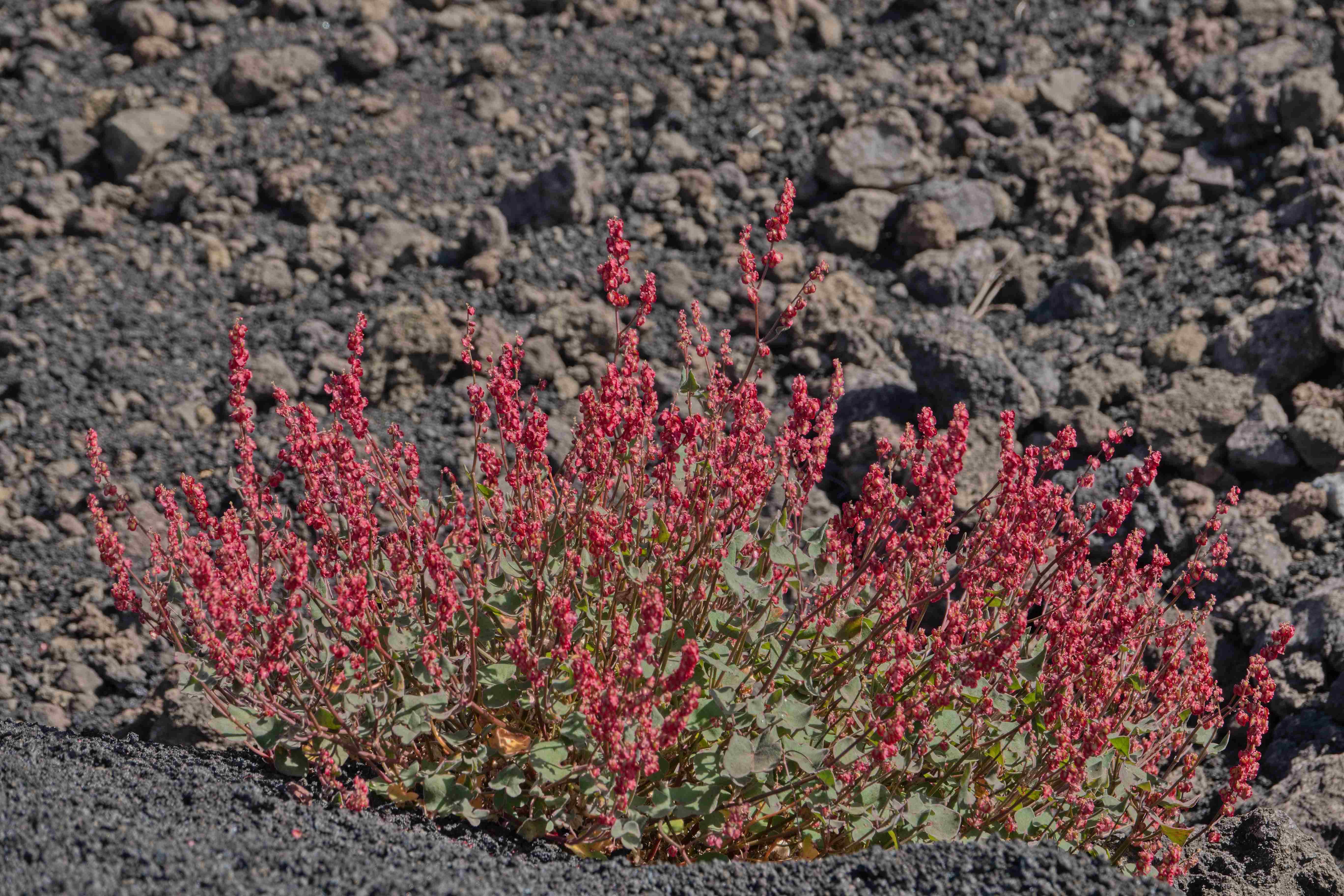 Sicílie_Etna_2023_07_038_result