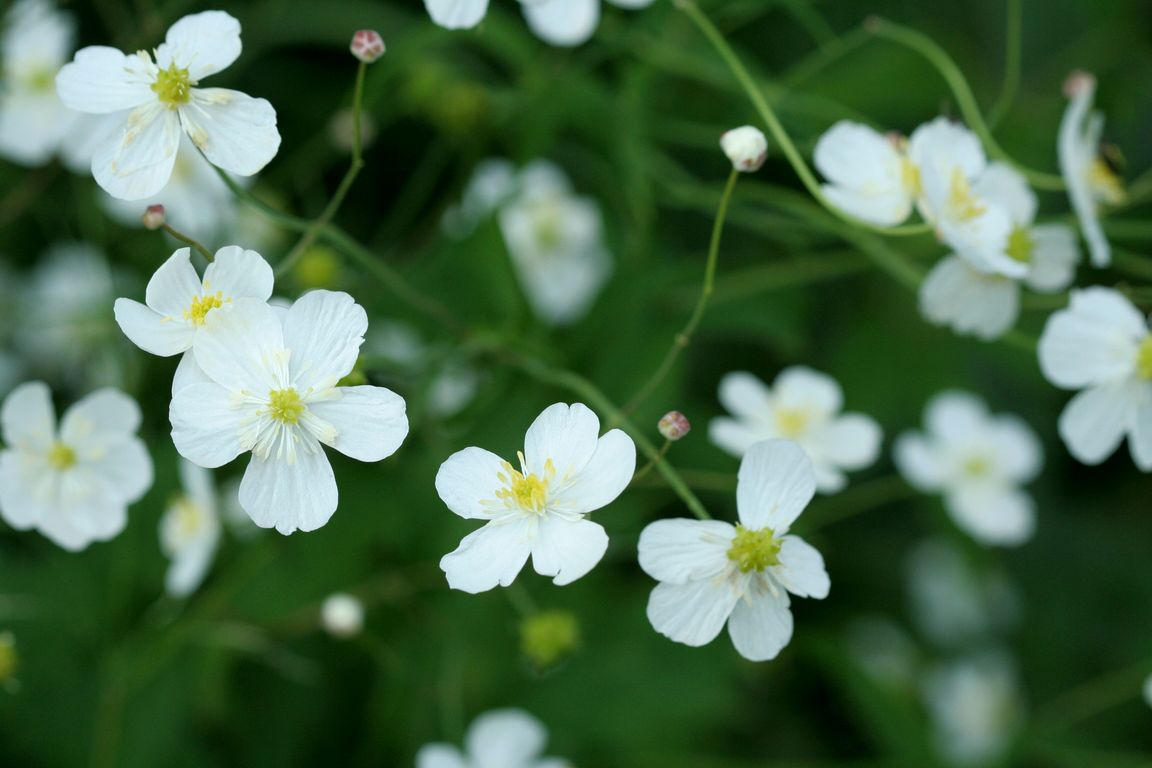 Ranunculus aconitifolius.jpg