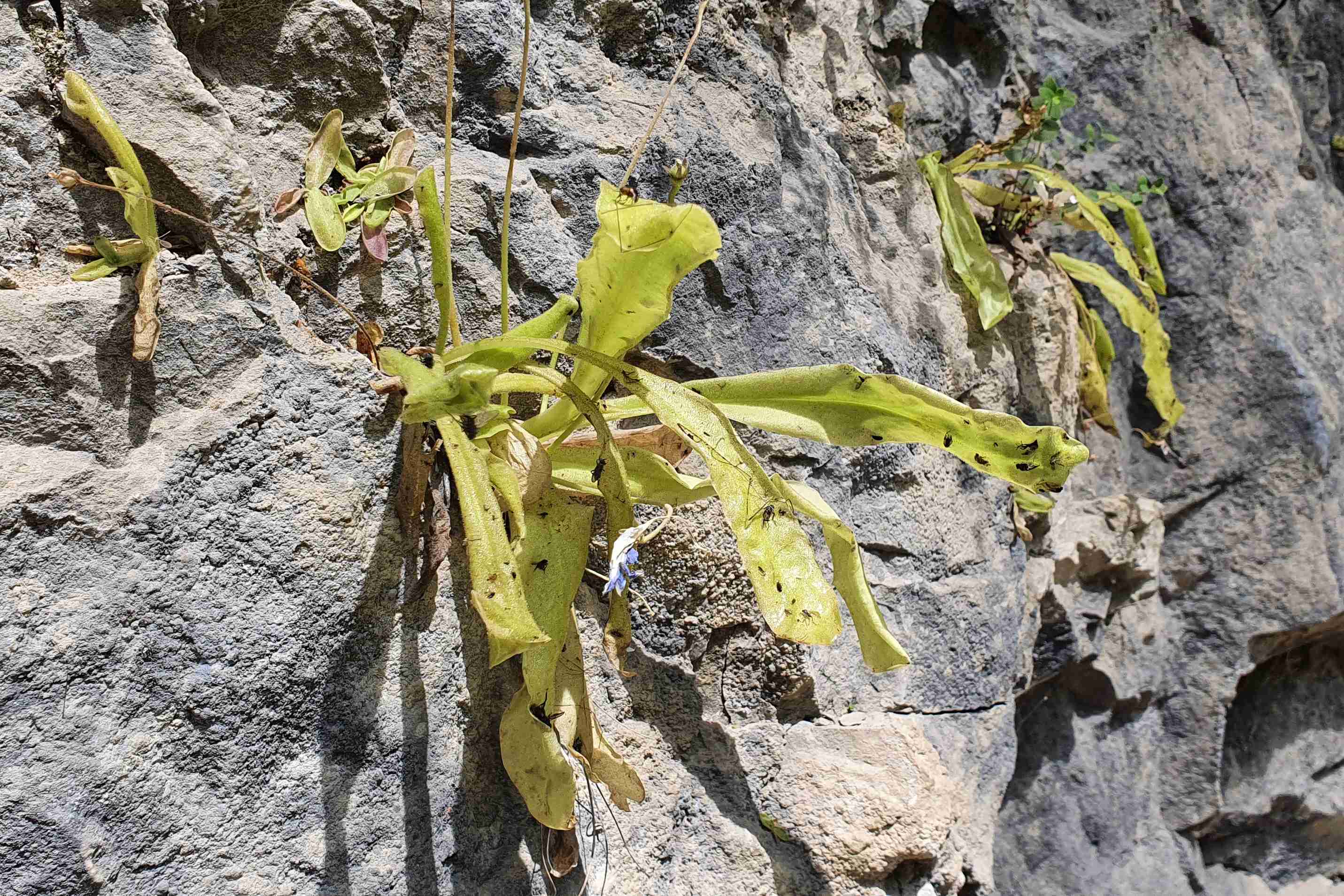 Španělsko_NP_Ordesa_flóra_Tučnice Pinguicula longifolia (1)_result