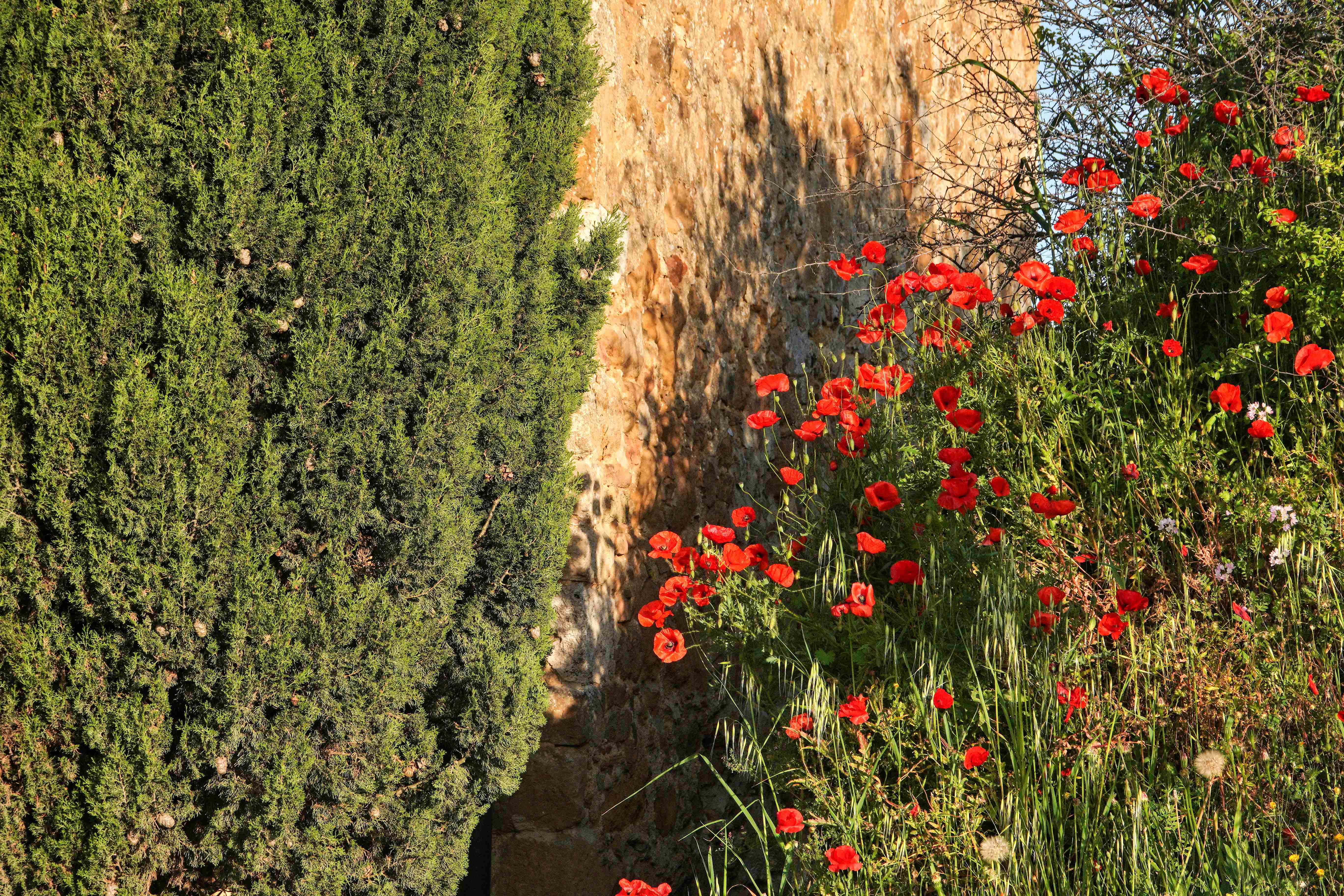 San Quirico d'Orcia (067)_result