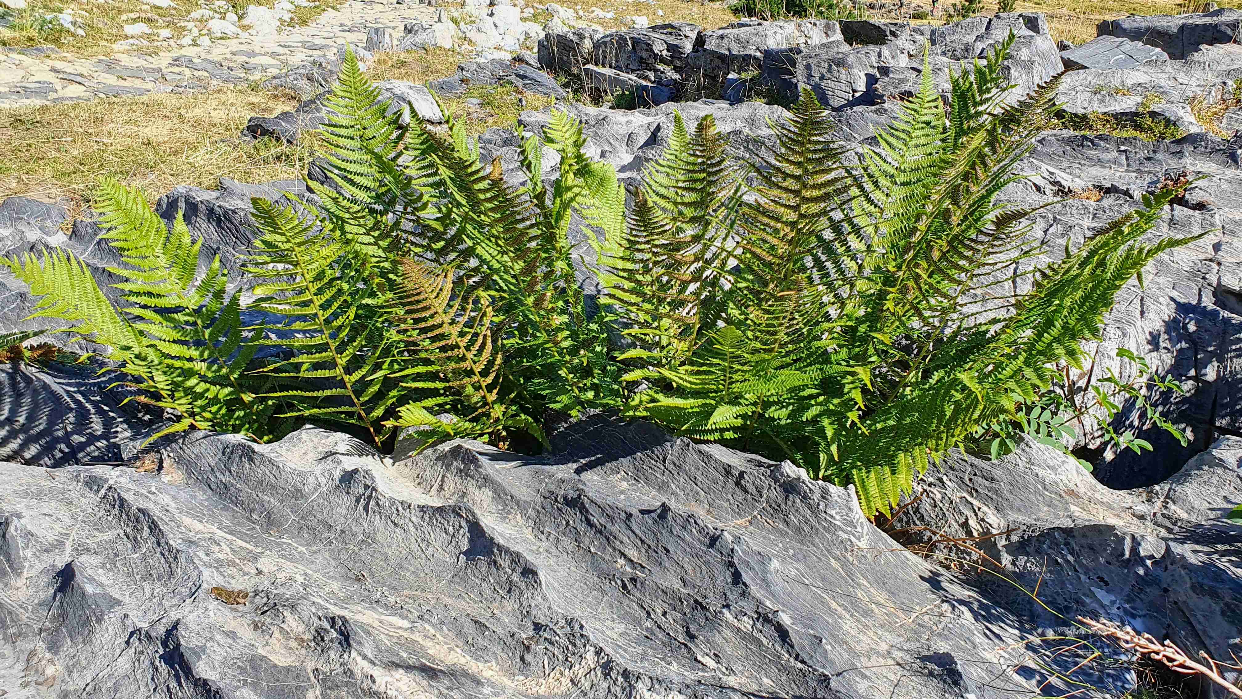 NP Maladeta_Val de Benás_Kapraď Dryopteris villarii_result