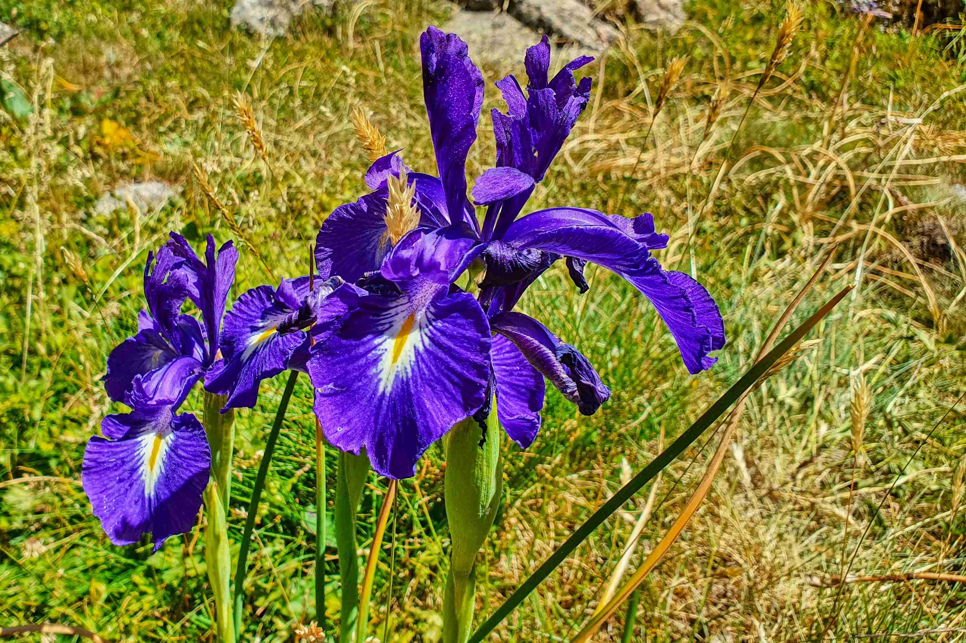 NP Maladeta_Val de Benás_Kosatec Iris latifolia_result