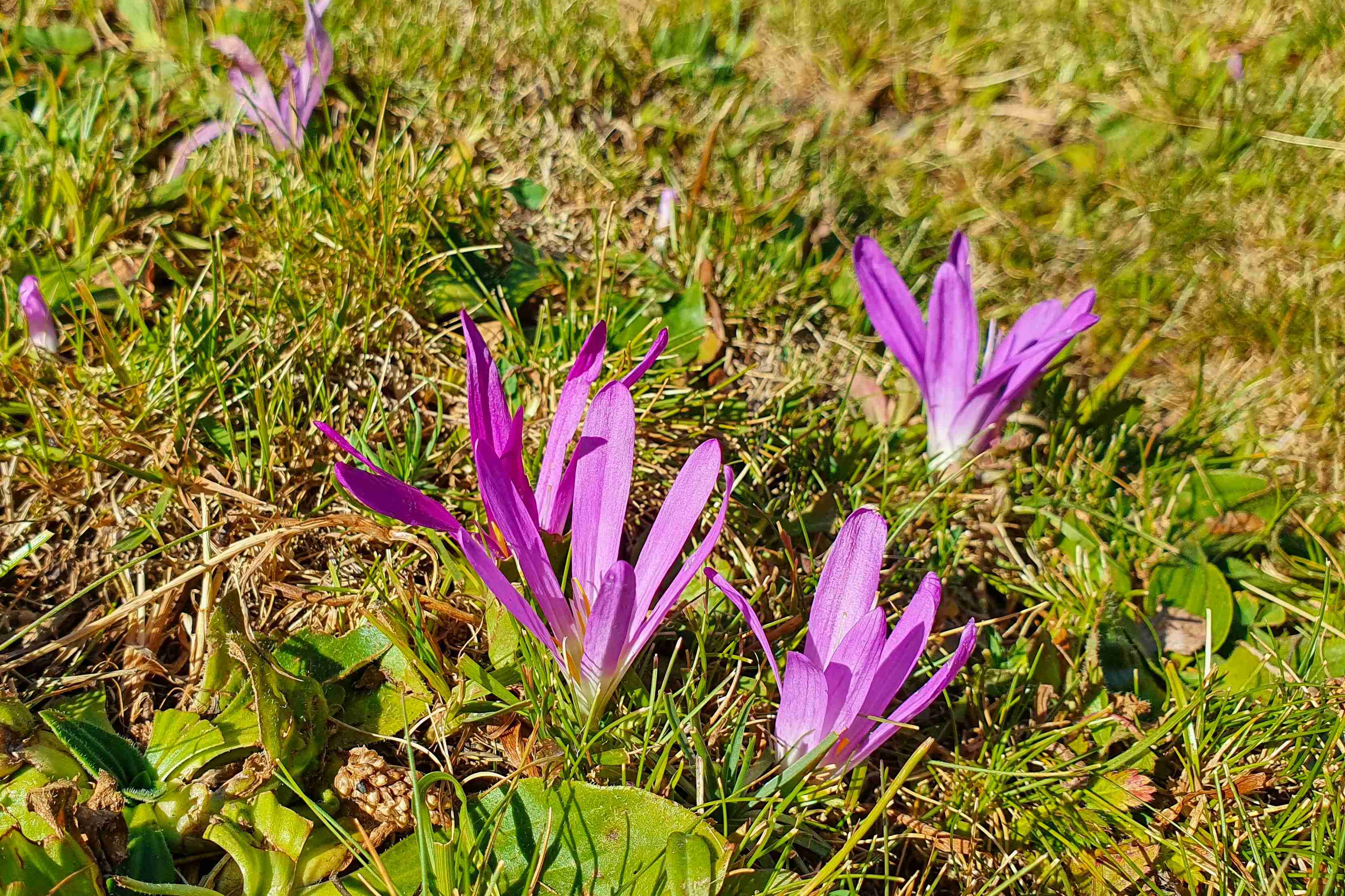 NP Maladeta_Val de Benás_Ocún Colchicum montanum_result