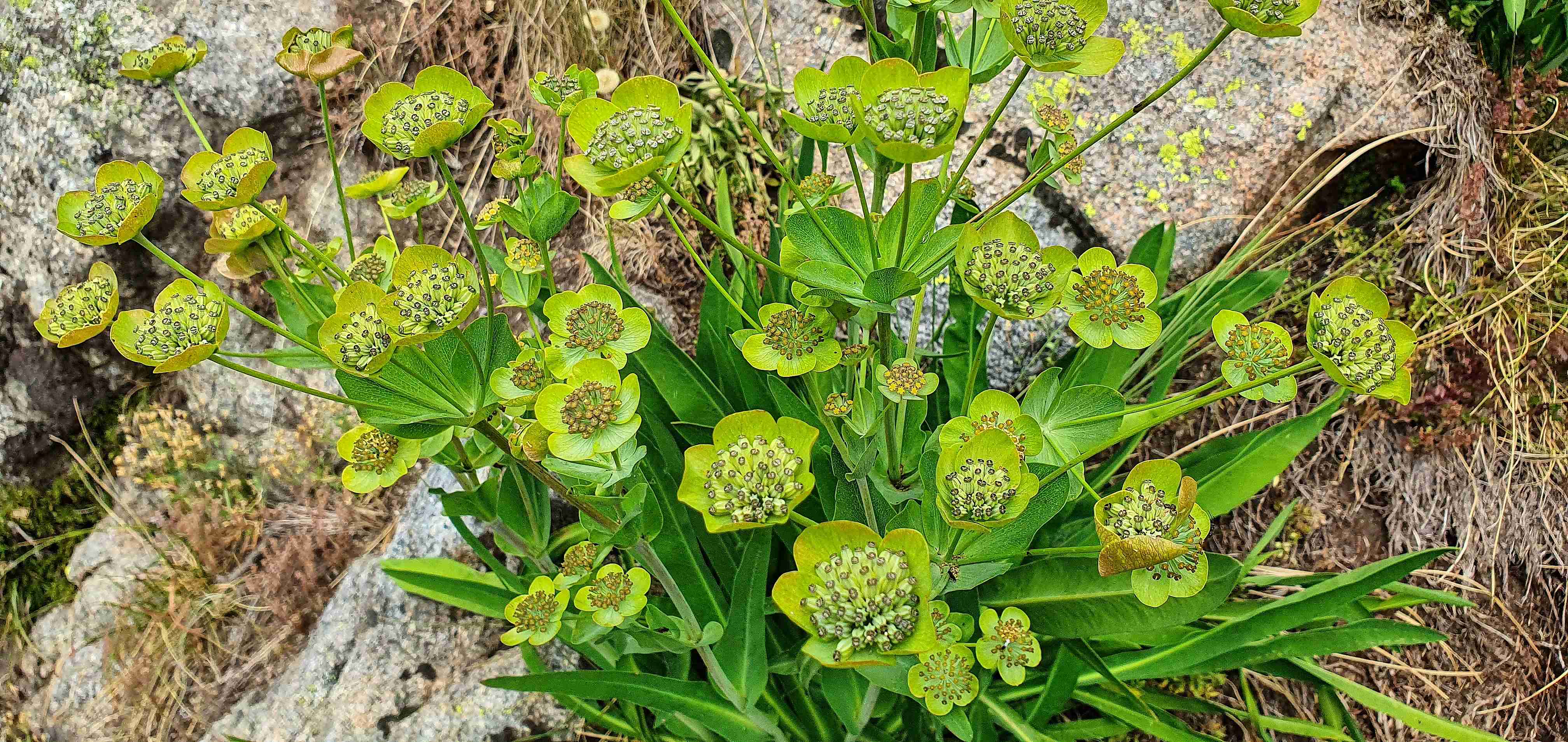 Circ de Colomers_Prorostlík Bupleurum angulosum_result