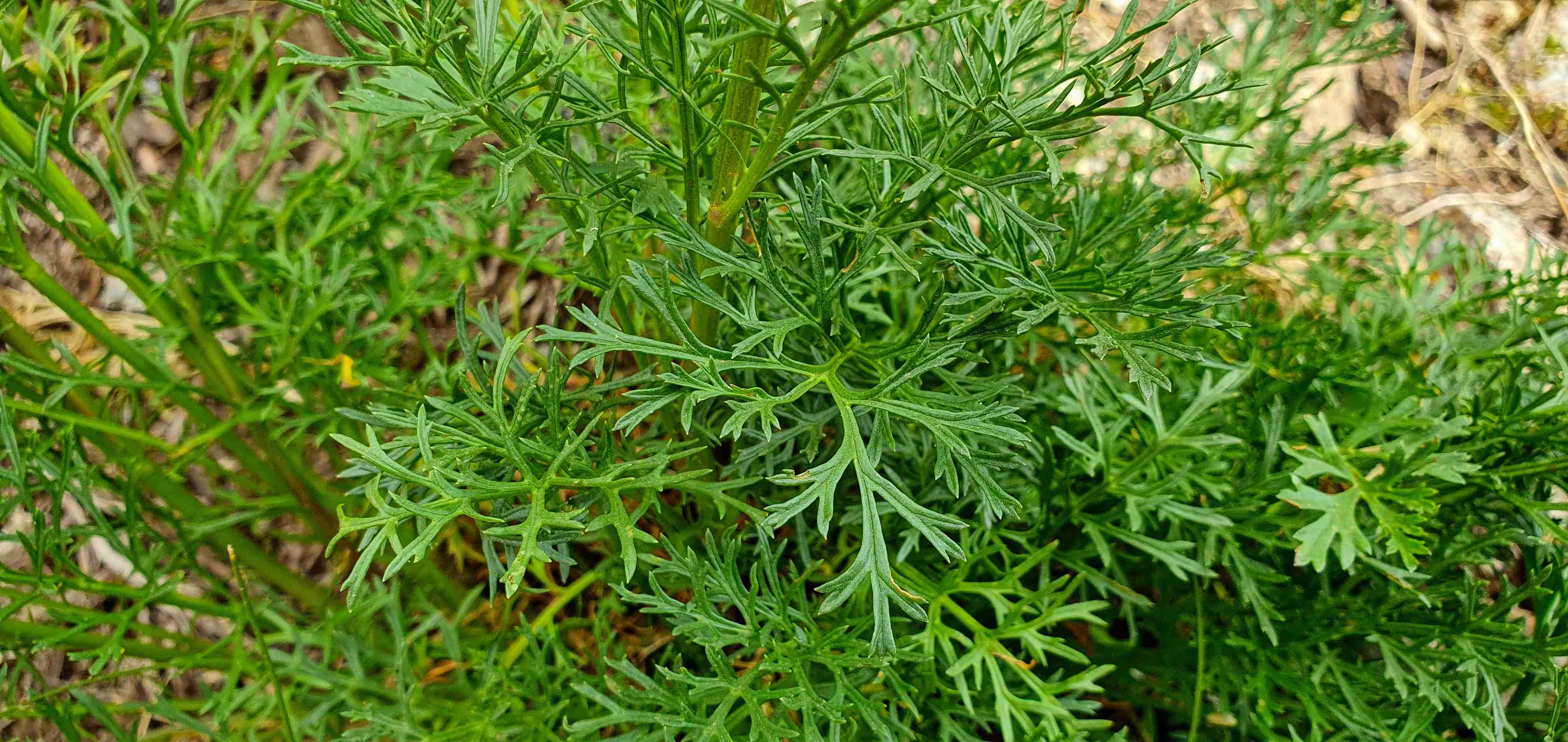 Circ de Colomers_Starček Jacobaea adonidifolia (2)_result