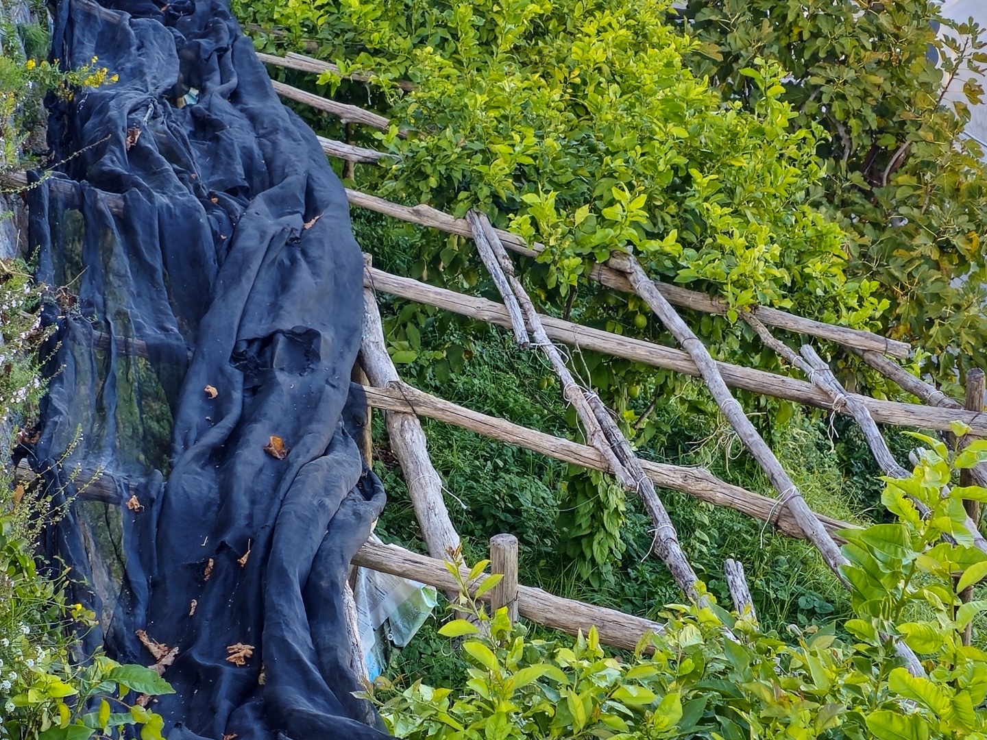 Ravello_2025_10_citroníkové plantáže_052 (4)