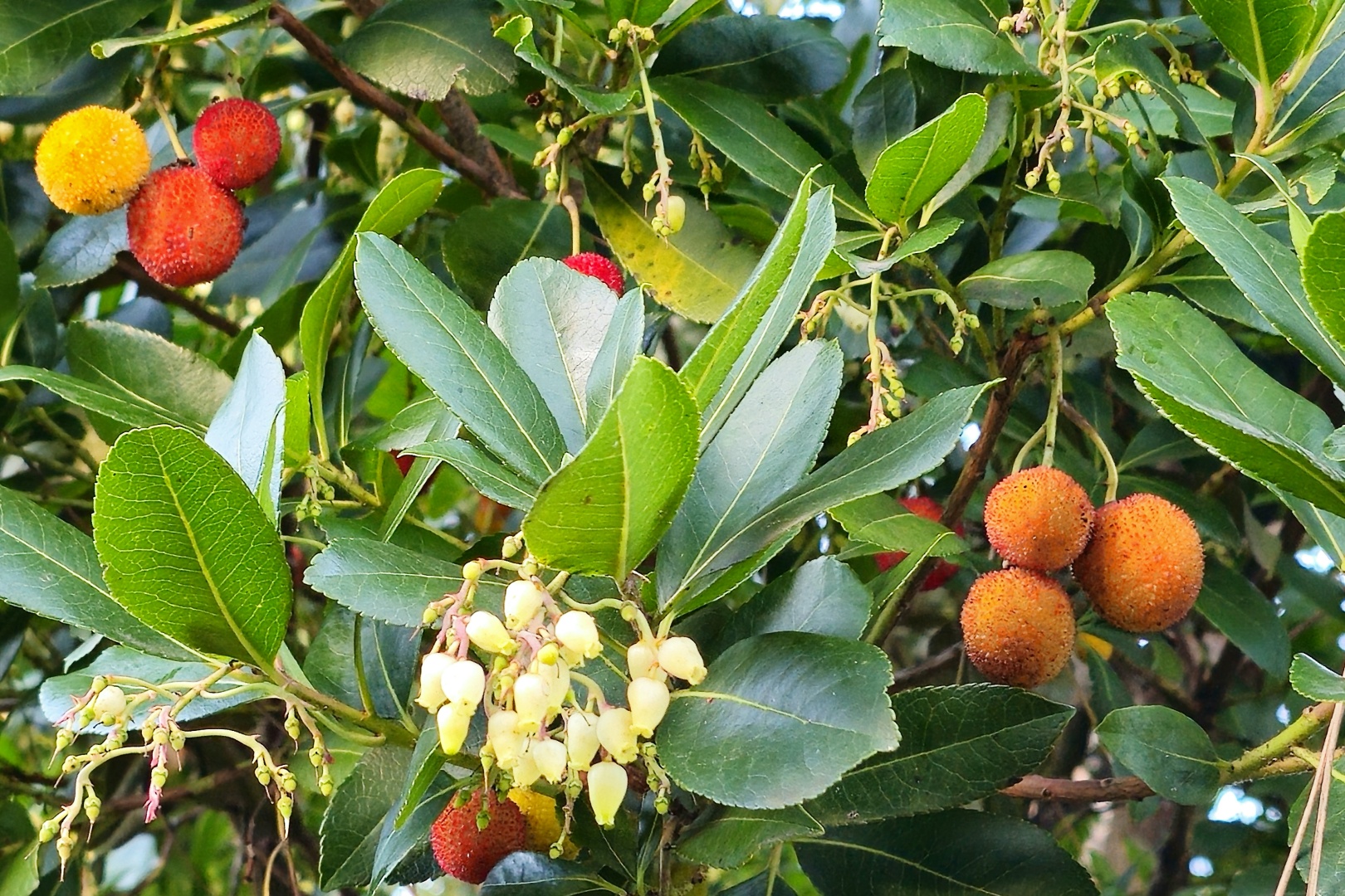 Ravello_Villa Cimbrone_2025_10_017