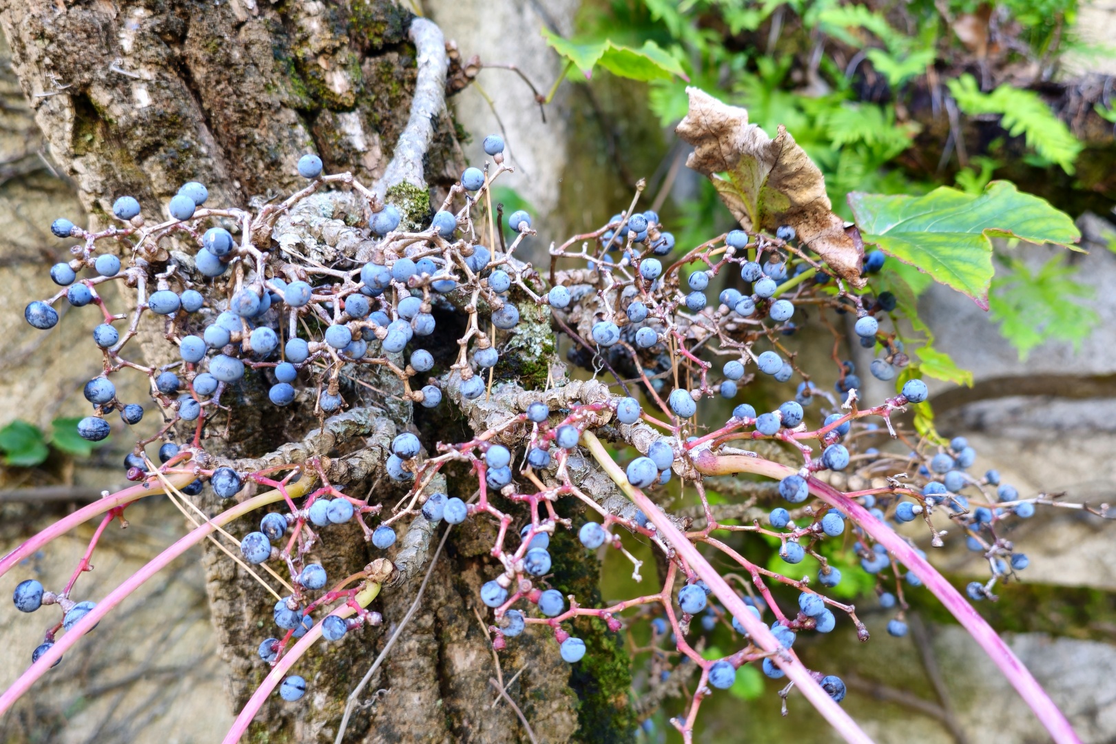Ravello_Villa Rufolo_2025_10_003