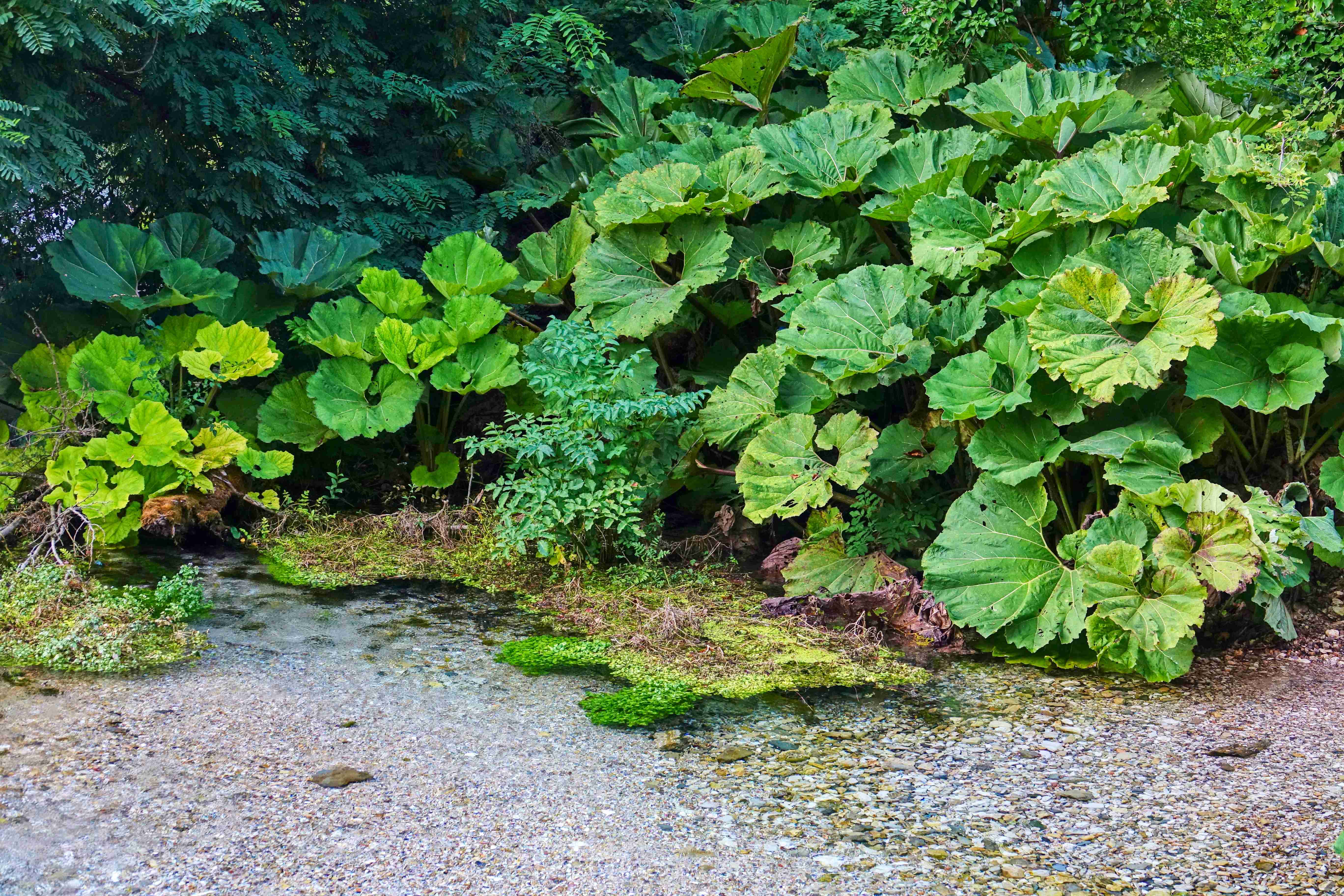 Albánie_Syri i Kaltër_Modré oko_2019_07_008